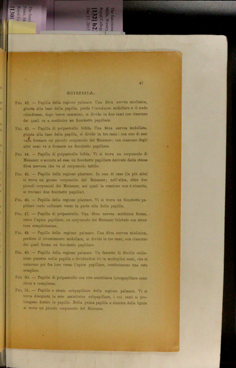 50 ‘ri «— o 3 '< £L N O n C/3 =r W 3 O »3 *-*•, ? - ? # I tì 2- n> c. E H I >5 ? 63 SCIMMIA. Fig. Fig. Fig. Fig. 45 Fig. Fig. Fig. Fig. Fig. Fig. 42. — Papilla della regione palmare. Una fibra nervéa mielinica, giunta alla base della papilla, perde l’involucro midollare e il nudo cilindrasse, dopo breve cammino, si divide in due rami con ciascuno dei quali va a costituire un fiocchetto papillare. 43. — Papilla di polpastrello bifida. Una fibra nervea midollata, giunta alla base della papilla, si divide in tre rami : con uno di essi vafa formare un piccolo corpuscolo del Meissner; con ciascuno degli altri rami va a formare un fiocchetto papillare. 44. — Papilla di polpastrello bifida. Yi si trova un corpuscolo di Meissner e accosto ad esso un fiocchetto papillare derivato dalla stessa fibra nervosa che va al corpuscolo tattile. 45. — Papilla della regione plantare. In una di esse (la più alta) si trova un grosso corpuscolo del Meissner; nell’altra, oltre due piccoli corpuscoli del Meissner, nei quali la reazione non è riuscita, si trovano due fiocchetti papillari. 46. — Papilla della regione plantare. Vi si trova un fiocchetto pa- pillare corto collocato verso la parte alta della papilla. 47. — Papilla di polpastrello. Una fibra nervea mielinica forma, verso l’apice papillare, un corpuscolo del Meissner bilobato con strut- tura semplicissima. 48. — Papilla della regione palmare. Una fibra nervea mielinica, perduto il rivestimento midollare, si divide in tre rami, con ciascuno dei quali forma un fiocchetto papillare. 49. — Papilla della regione palmare. Un fascette di fibrille esilis- sime penetra nella papilla e dividendosi ivi in molteplici rami, che si uniscono poi fra loro verso l’apice papillare, costituiscono una rete semplice. 50. — Papilla di polpastrello con rete amielinica intrapapillare assai ricca e complessa. 51. — Papille e strato subpapillare della regione palmare. Yi si trova disegnata la rete amielinica subpapillare, i cui rami si pro- lungano dentro le papille. Nella prima papilla a sinistra della figura si trova un piccolo corpuscolo del Meissner.