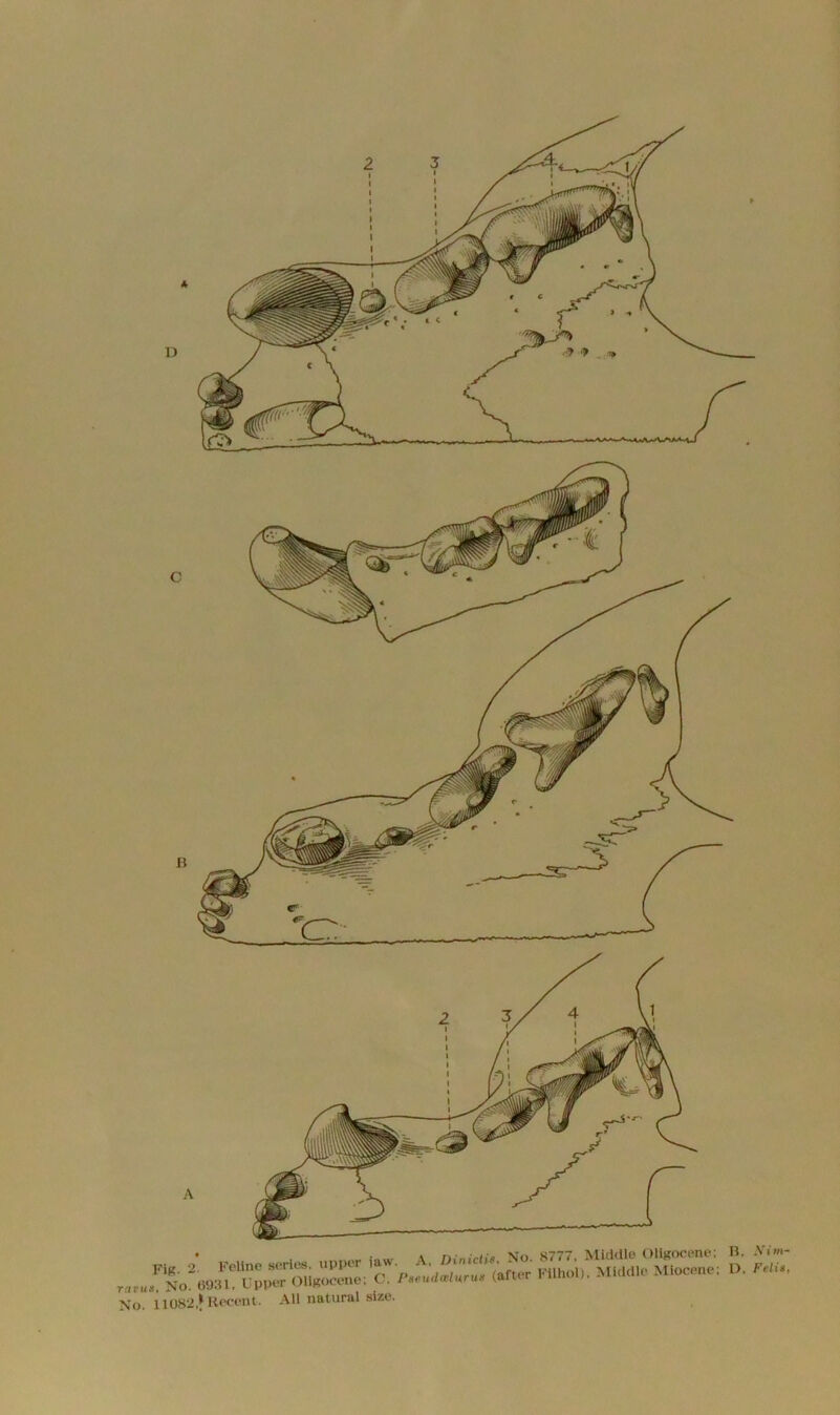 C B A Fig. 2* Feline series, upper law. ravu*. No. 6931. Upper OUgocene; C. No. 11082,*Recent. All natural size. A Dinicti*. No. 8777, Middle OUgocene; Paeudaiunis (after Filhol). Middle Miocene; B, Nim- D. Felts.