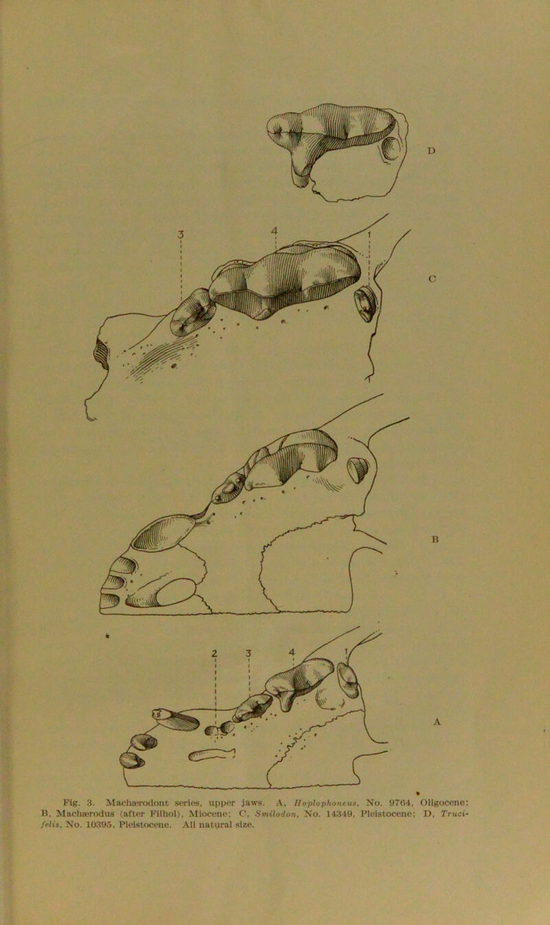 D C B B, Macha?rodus (after Filhol), Miocene; C, Smilodon, No. 14349, Pleistocene; D, Truci- felis, No. 10395, Pleistocene. All natural size. A