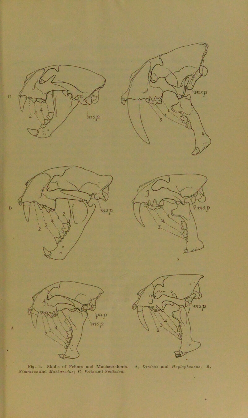 [c Fig. 4. Skulls of Felines and Machserodonts. A, Dinictia and Hoplophoncua', B. Nimraiua and Maehccrodua; C, Felis and Smilodon.