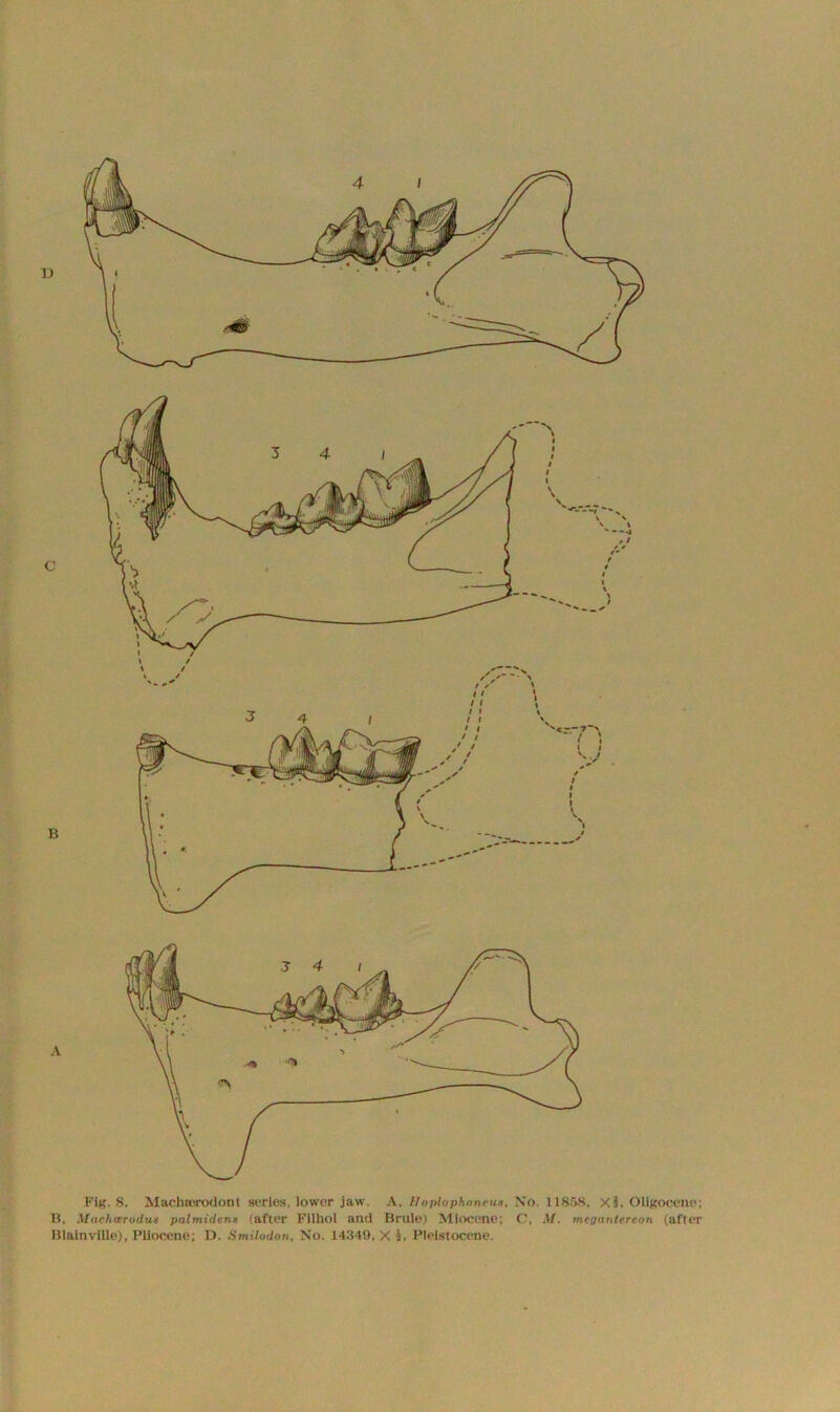 4 / Fig. 8. Machterodont series, lower jaw. A, Hoplophoneua, No. 11858. xl. Oligocene; B, Mnchttrodus palmidens (after Filhol and Brule) Miocene; C, M. megantereon (after