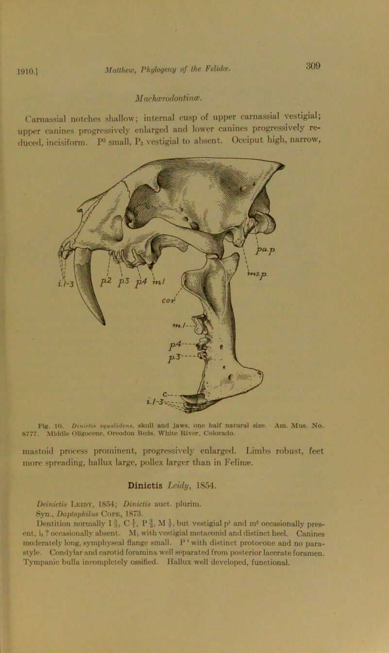 Maehaerodontinae. Carnassial notches shallow; internal cusp of upper carnassial vestigial, upper canines progressively enlarged and lower canines progressively re- duced, incisiform. P3 small, P3 vestigial to absent. Occiput high, nairow, Fig. 10. Dinirti* squaliilena, skull and jaws, one half natural size. Am. Mus. No. 8777. Middle Oligocene, Oreodon Beds, White River, Colorado. mastoid process prominent, progressively enlarged. Limbs robust, feet more spreading, hallux large, pollex larger than in Felime. Dinictis Leidy, 1854. Deinictis Leidy, 1854; Dinictis auct. plurim. Syn., Daptoyhilus Cope, 1873. Dentition normally I $, C j, P M .>, but vestigial p1 and m2 occasionally pres- ent, i3 ? occasionally absent. Mi with vestigial metaconid and distinct heel. Canines moderately long, symphyseal flange small. P ‘ with distinct protocone and no para- st.yle. Condylar and carotid foramina well separated from posterior lacerate foramen. Tympanic bulla incompletely ossified. Hallux well developed, functional.