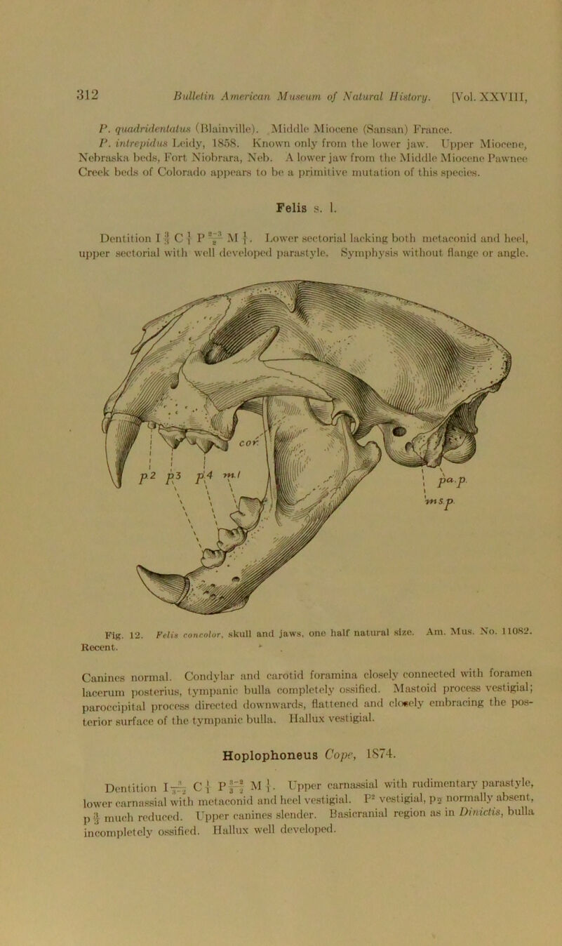 P. qiuulridentalus (Blainville). Middle Miocene (Sansan) France. P. inlrepidus Leidy, 1858. Known only from the lower jaw. Upper Miocene, Nebraska beds, Fort Niobrara, Neb. A lower jaw from the Middle Miocene Pawnee Creek beds of Colorado appears to be a primitive mutation of this species. Felis s. 1. Dentition I C ] P ! M }. Lower sectorial lacking both metaconid and heel, upper sectorial with well developed parastyle. Symphysis without flange or angle. Fig. 12. Felis cottcolor, skull and jaws, one half natural size. Am. Mus. No. 11082. Recent. *■ Canines normal. Condylar and carotid foramina closely connected with foramen lace ruin postering, tympanic bulla completely ossified. Mastoid process vestigial; paroccipital process directed downwards, flattened and closely embracing the pos- terior surface of the tympanic bulla. Hallux vestigial. Hoplophoneus Cope, 1874. Dentition I~ C { Pf ! M {. Upper camassial with rudimentary parastyle, lower camassial with metaconid and heel vestigial. P* vestigial, p2 normally absent, p,J much reduced. Upper canines slender. Basicranial region as in Dinictis, bulla, incompletely ossified. Hallux well developed.
