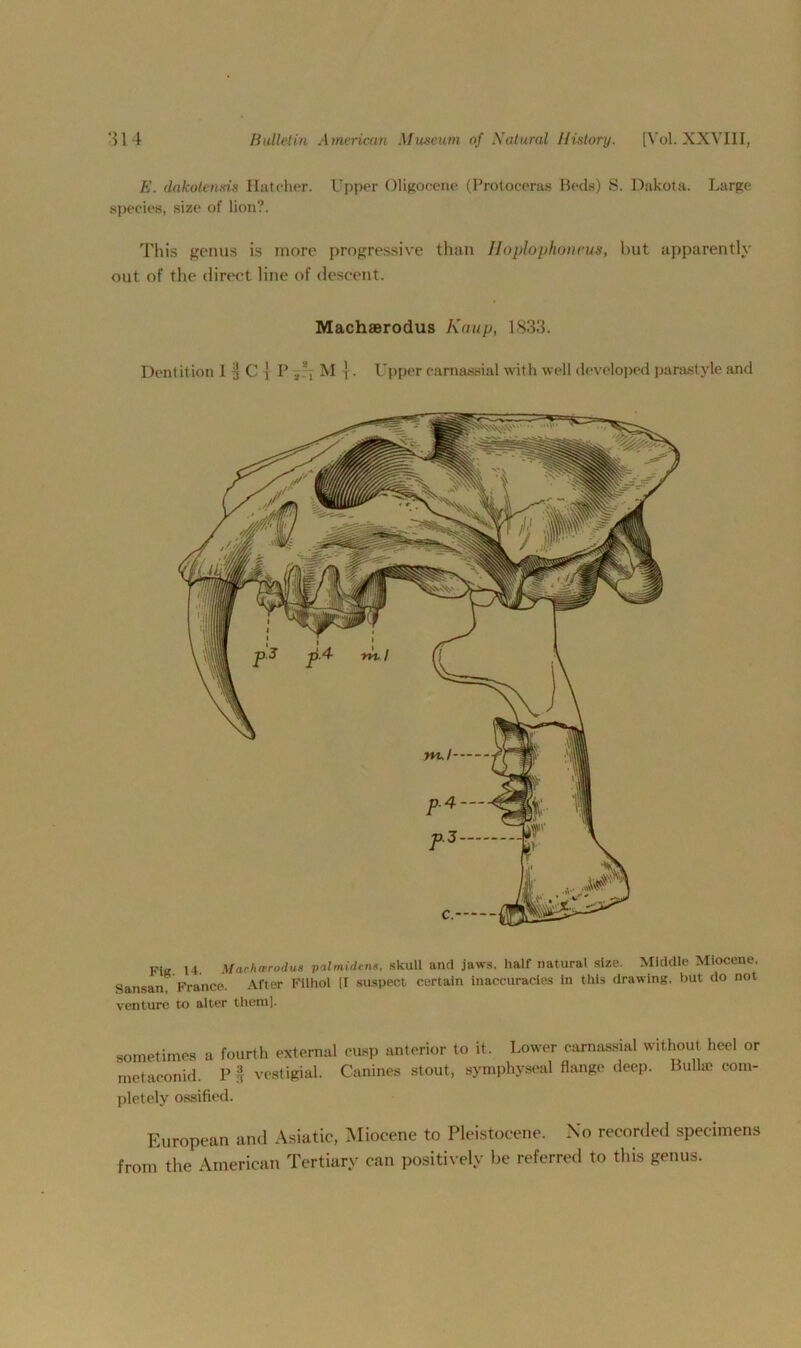 E. (lakoteusis Hatcher. Upper Oligocene (Protoceras Beds) S. Dakota. Large species, size of lion?. This genus is more progressive than Hoplophoneus, but apparently out of the direct line of descent. Machaerodus Kemp, 1833. Dentition I § C j P /\ M j. Upper camassial with well developed parastyle and Fit? V4. Machwrodus palmidens, skull and jaws, half natural size. Middle Miocene. Sansan. France. After Filhol [I suspect certain inaccuracies in this drawing, but do not venture to alter them]. sometimes a fourth external cusp anterior to it. Lower carnassial without heel or metaconid. P ft vestigial. Canines stout, symphyseal flange deep. Bulla? com- pletely ossified. European and Asiatic, Miocene to Pleistocene. No recorded specimens from the American Tertiary can positively be referred to this genus.