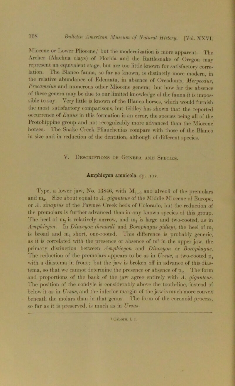 Miocene or Lower Pliocene,1 but the modernization is more apparent, '['lie Archer (Alachua days) of Florida and the Rattlesnake of Oregon may represent an equivalent stage, but are too little known for satisfactory corre- lation. The Blanco fauna, so far as known, is distinctly more modem, in the relative abundance of Edentata, in absence of Oreodonts, Merycodus, Procamelus and numerous other Miocene genera; but how far the absence of these genera may be due to our limited knowledge of the fauna it is impos- sible to say. Very little is known of the Blanco horses, which would furnish the most satisfactory comparisons, but Gidley has shown that the reported occurrence of Equus in this formation is an error, the species being all of the Protohippine group and not recognizably more advanced than the Miocene horses. The Snake Creek Pliauehenias compare with those of the Blanco in size and in reduction of the dentition, although of different species. V. Descriptions of Genera and Species. Amphicyon amnicola sp. nov. Type, a lower jaw, No. 13840, with Mj_2 and alveoli of the premolars and m3. Size about equal to A. giganteus of the Middle Miocene of Europe, or .1. sinapius of the Pawnee Creek beds of Colorado, but the reduction of the premolars is further advanced than in any known species of this group. The heel of m2 is relatively narrow, and m3 is large and two-rooted, as in Amphicyon. In Dinocyon thenardi and Borophagus gidleyi, the heel of in, is broad and m3 short, one-rooted. 'Phis difference is probably generic, as it is correlated with the presence or absence of m3 in the upper jaw, the primary distinction between Amphicyon and Dinocyon or Borophagus. The reduction of the premolars appears to be as in Ursus, a two-rooted p4 with a diastema in front; but the jaw is broken off in advance of this dias- tema, so that we cannot determine tin1 presence or absence of p,. 'Flic form and proportions of the back of the jaw agree entirely with .1. giganteus. The position of the condyle is considerably above the tooth-line, instead of below it as in Ursus, and the inferior margin of the jaw is much more convex beneath the molars than in that genus. The form of the eoronoid process, so far as it is preserved, is much as in Ursus. 1 Osborn, l. r.