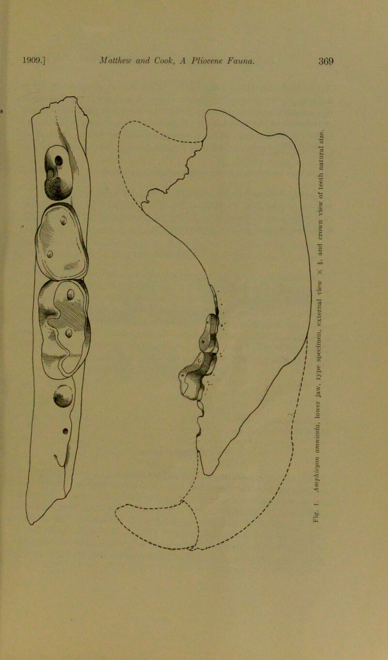 Amphicyon amnio,la, lower jaw, type specimen, external view X *, and crown view of teeth natural size.