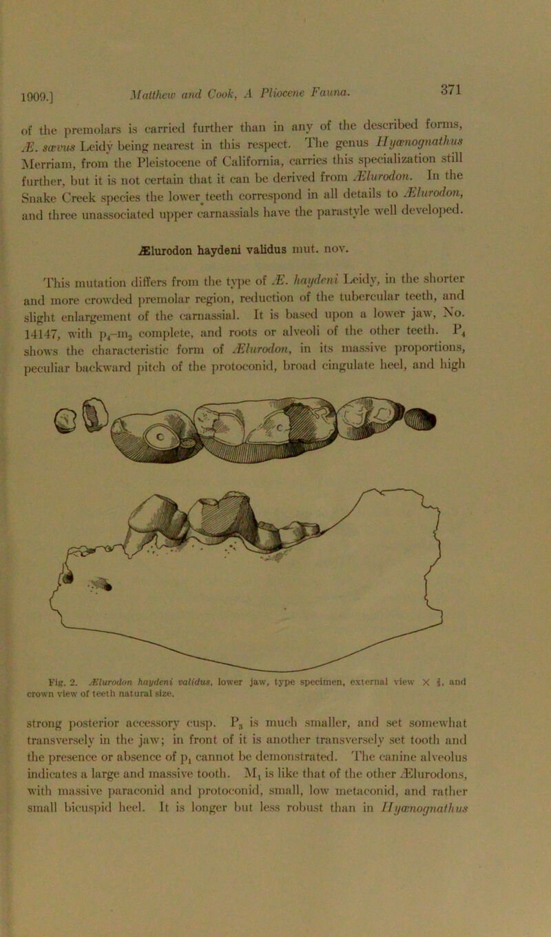 1909.] of the premolars is carried further than in any of the described forms, M. swims Leidy being nearest in this respect. The genus Ilyamognathus Merriam, from the Pleistocene of California, carries this specialization still further, but it is not certain that it can be derived from JEltirodon. In the Snake Creek species the lower^teeth correspond in all details to /hlurodon, and three unassociated upper earnassials have the parastyle well developed. JElurodon haydeni validus mut. nov. This mutation differs from the type of .E. haydeni Leidy, in the shorter and more crowded premolar region, reduction of the tubercular teeth, and slight enlargement of the carnassial. It is based upon a lower jaw, No. 14147, with p4-m2 complete, and roots or alveoli of the other teeth. P4 shows the characteristic form of JElurodon, in its massive proportions, peculiar backward pitch of the protoconid, broad cingulate heel, and high Fig. 2. JElurodon haydeni validus, lower jaw, type specimen, external view X i, and crown view of teeth natural size. strong posterior accessory cusp. P3 is much smaller, and set somewhat transversely in the jaw; in front of it is another transversely set tooth and the presence or absence of px cannot be demonstrated. The canine alveolus indicates a large and massive tooth. M, is like that of the other dSlurodons, with massive paraconid and protoconid, small, low metaconid, and rather small bicuspid heel. It is longer but less robust than in Ilyamognathus