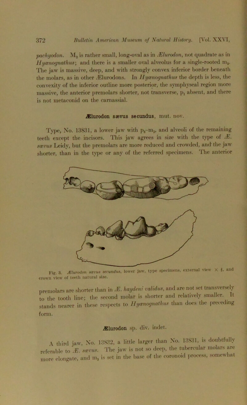 vachyodon. M2 is rather small, long-oval as in JElurodon, not quadrate as in Hycenognaihus; and there is a smaller oval alveolus for a single-rooted m8. The jaw is massive, deep, and with strongly convex inferior border beneath the molars, as in other TElurodons. In Ilyamognathus the depth is less, the convexity of the inferior outline more posterior, the symphyseal region more massive, the anterior premolars shorter, not transverse, ]>x absent, and there is not metaconid on the carnassial. iElurodon ssevus secundus, mut. nov. Type, No. 13831, a lower jaw with ps-m2, and alveoli of the remaining teeth except the incisors. This jaw agrees in size with the type of jE. scevus Leidy, but the premolars are more reduced and crowded, and' the jaw shorter, than in the type or any of the referred specimens. The anterior Fig. 3. JElurodon scevus secundus, lower jaw, type specimens, external \ie\\ X 3, and crown view of teeth natural size. premolars are shorter than in HE haydeni validus, and are not set transversely to the tooth line; the second molar is shorter and relatively smaller. It stands nearer in these respects to Hyesnognathus than does the preceding form. .ffilurodon sp. div. indet. \ third jaw, No. 13832, a little larger than No. 13831, is doubtfully referable to M. scevus. The jaw is not so deep, the tubercular molars are more elongate, and m3 is set in the base of the eoronoid process, somewhat