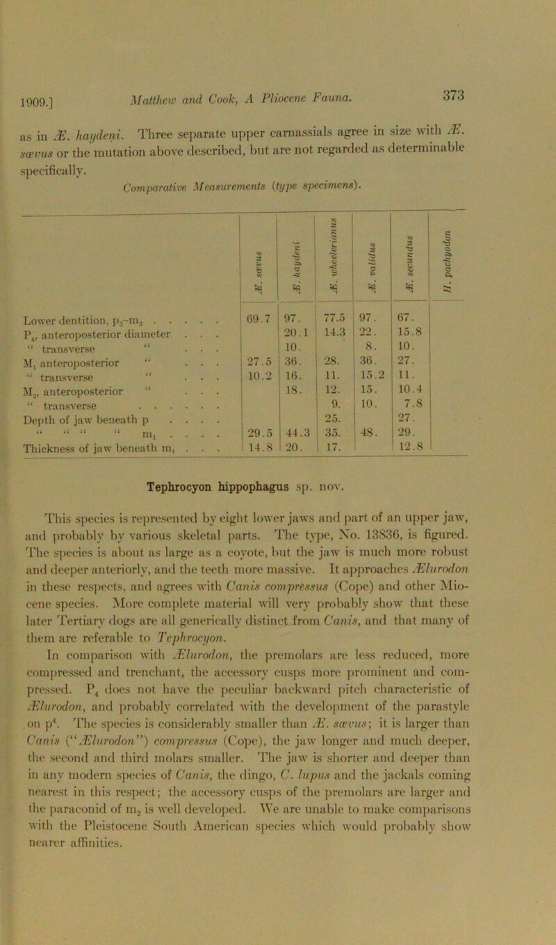 1009.] as in JE. haydeni. Three separate upper camassials agree in size with M. scuvus or the mutation above described, but are not regarded as determinable specifically. Comparative Measurements (type specimens). 90 3 '3 1 ! 3 SO ■§ «0 g to c SJ £ 1 s: a % eo SQ 8g Lower dentition, p3-m3 69.7 97. 77.5 97. 67. P4, anteroposterior diameter . . . 20.1 14.3 22 15.8 “ transverse “ ... 10. 8. 10. M, anteroposterior “ ... 27.5 36. 28. 36. 27. “ transverse “ ... 10.2 16. 11. 15.2 11. M,, anteroposterior “ ... 18. 12. 15. 10.4 “ transverse 9. 10. 7.8 Depth of jaw beneath p .... 25. 27. “ “ “ “ m, 29.5 44.3 35. 48. 29. Thickness of jaw beneath m, . 14.8 20. 1 17. 12.8 1 Tephrocyon hippophagus sp. now This species is represented by eight lower jaws and part of an upper jaw, and probably bv various skeletal parts. The type, No. 13836, is figured. The species is about as large as a coyote, but the jaw is much more robust and deeper anteriorly, and the teeth more massive. It approaches .Elurodon in these respects, and agrees with Cam's comprCssus (Cope) and other Mio- cene species. More complete material will very probably show that these later Tertiary dogs are all generieally distinct from Canis, and that many of them are referable to Tephrocyon. In comparison with .Elurodon, the premolars are less reduced, more compressed and trenchant, the accessory cusps more prominent and com- pressed. P4 does not have the peculiar backward pitch characteristic of .Elurodon, and probably correlated with the development of the parastyle on p1. The species is considerably smaller than .E. seems; it is larger than Canis (“ .Elurodon ”) compressus (Cope), the jaw longer and much deeper, the second and third molars smaller. The jaw is shorter and deeper than in any modem species of Canis, the dingo, C. lupus and the jackals coming nearest in this respect; the accessory cusps of the premolars are larger and the paraconid of m2 is well developed. We are unable to make comparisons with the Pleistocene South American species which would probably show nearer affinities.