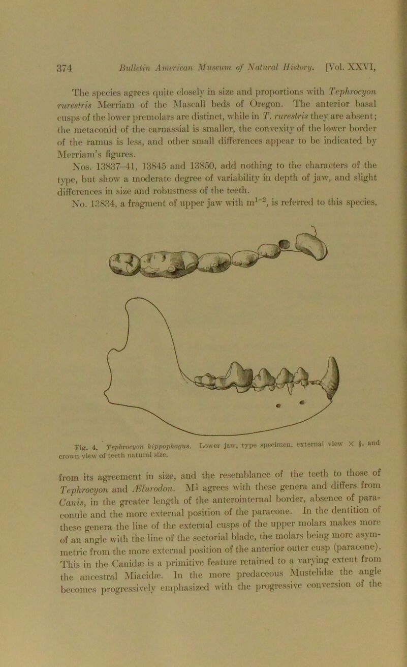 The species agrees quite closely in size and proportions with Tephrocyon rurestris Merriam of the M a sea 11 beds of Oregon. The anterior basal cusps of the lower premolars are distinct, while in T. rurestris they are absent; the metaeonid of the carnassial is smaller, the convexity of the lower border of the ramus is less, and other small differences appear to be indicated by Merriam’s figures. Nos. 13837-41, 13845 and 13850, add nothing to the characters of the type, but show a moderate degree of variability in depth of jaw, and slight differences in size and robustness of the teeth. No. 13834, a fragment of upper jaw with m1-2, is referred to this species, Fig. 4. Tephrocyon hippophagus. Lower jaw, type specimen, external view X 5. and crown view of tec-th natural size, from its agreement in size, and the resemblance of the teeth to those of Tephrocyon and Mlurodon. Ml agrees with these genera and differs from Can is, in the greater length of the anterointernal border, absence of para- eonule and the more external position of the paracone. In the dentition ol these genera the line of the external cusps of the upper molars makes more of an angle with the line of the sectorial blade, the molars being more asym- metric from the more external position of the anterior outer cusp (paracone). This in the Canid* is a primitive feature retained to a varying extent from the ancestral Miacidre. In the more predaceous Mustelidre the angle becomes progressively emphasized with the progressive conversion of the