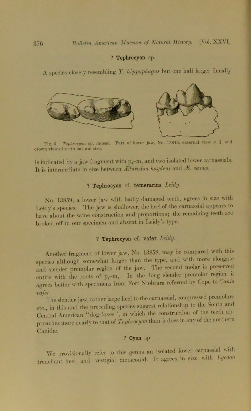 ? Tephrocyon sp. A species closely resembling T. hippophayus but one half larger lineally Fig. 5. Tephrocyon sp. indesc. Part of lower jaw, No. 13843, external view X 3, and crown view of teeth natural size. is indicated by a jaw fragment with p4-m, and two isolated lower carnassials. It is intermediate in size between .Elumelon haydeni and JE. scevus. ? Tephrocyon ef. temerarius Leidy. Xo. 13859, a lower jaw with badly damaged teeth, agrees in size with Leidy’s species. The jaw is shallower, the heel of the carnassial appears to have about the same construction and proportions; the remaining teeth are broken off in our specimen and absent in Leidy’s type. ? Tephrocyon cf. vafer Leidy. Another fragment of lower jaw, No. 13858, may be compared with this species although somewhat larger than the type, and with more elongate and slender premolar region of the jaw. The second molar is preserved entire with the roots of p4-mi. In the long slender premolar region it agrees better with specimens from Fort Niobrara referred by Cope to Cams vafer. The slender jaw, rather large heel to the carnassial, compressed premolars etc., in this and the preceding species suggest relationship to the South and Central American “dog-foxes”, in which the construction of the teeth ap- proaches more nearly to that of Tephrocyon than it does in any of the northern Canidfe. ? Cyon sp. We provisionally trenchant heel and refer to this genus an isolated lower carnassial with vestigial metaconid. It agrees in size with Lycaon