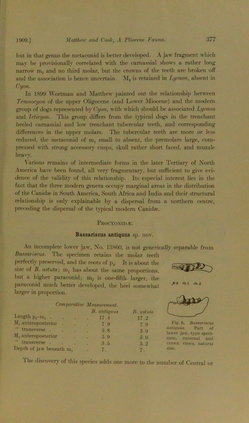but in that genus the metaconid is better developed. A jaw fragment which may be provisionally correlated with the carnassial shows a rather long narrow m, and no third molar, but the crowns of the teeth are broken off and the association is hence uncertain. Ms is retained in Lycaon, absent in Cyan. In 1<S99 Wortman and Matthew painted out the relationship between Temnocyon of the upper Oligocene (and Lower Miocene) and the modern group of dogs represented by Cyan, with which should be associated Lycaon and Icticyon. This group differs from the typical dogs in the trenchant heeled carnassial and low trenchant tubercular teeth, and corresponding differences in the upper molars. The tubercular teeth are more or less reduced, the metaconid of m, small to absent, the premolars large, com- pressed with strong accessory cusps, skull rather short faced, and muzzle heavy. Various remains of intermediate forms in the later Tertiary of North America have been found, all very fragmentary, but sufficient to give evi- dence of the validity of this relationship. Its especial interest lies in the fact that the three modern genera occupy marginal areas in the distribution of the Canidte in South America, South Africa and India and their structural relationship is only explainable by a dispersal from a northern centre, preceding the dispersal of the typical modern Canid®. Procyoxid.e. Bassariscus antiquus sp. now An incomplete lower jaw, No. 13860, is not generically separable from Bassariscus. The specimen retains the molar teeth perfectly preserved, and the roots of p4. It is about the size of B. astuta; m, has about the same proportions, but a higher paraconid; in, is one-fifth larger, the paraconid much better developed, the heel somewhat larger in proportion. Comparative Measurement. p4 m.r. m i B. antiquus B. astuta Length p4-ra2 . 17.4 17.2 M, anteroposterior . 7.9 7.9 Fig 6. Bassariscus “ transverse . 3 8 3 9 antiqu us. Part of Ma anteroposterior . 5.9 5.0 lower men, jaw, type speci- external and ‘ transverse . 3.5 3.2 crown views, natural Depth of jaw beneath in, . 7. 7. size. 1 lie discovery of this species adds one more to the number of Central or