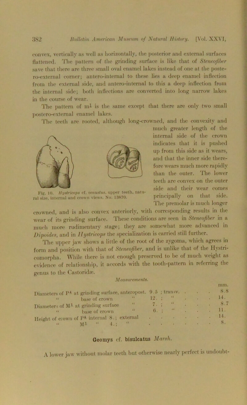 convex, vertically as well as horizontally, the posterior and external surfaces flattened. The pattern of the grinding surface is like that of Steneofiber save that there are three small oval enamel lakes instead of one at the poste- ro-external corner; antero-internal to these lies a deep enamel inflection from the external side, and antero-internal to this a deep inflection from the internal side; both inflections are converted into long narrow lakes in the course of wear. The pattern of ml is the same except that there are only two small postero-external enamel lakes. The teeth are rooted, although long-crowned, and the convexity and much greater length of the internal side of the crown indicates that it is pushed up from this side as it wears, and that the inner side there- fore wears much more rapidly than the outer. The lower teeth are convex on the outer side and their wear comes principally on that side. The premolar is much longer crowned, and is also convex anteriorly, with corresponding results in the wear of its grinding surface. These conditions are seen in Steneofiber in a much more rudimentary stage; they are somewhat more advanced in Dipaides, and in Hysiricops the specialization is carried still further. The upper jaw shows a little of the root of the zygoma, which agrees in form and position with that of Steneofiber, and is unlike that of the Hystri- comorpha. While there is not enough preserved to be of much weight as evidence of relationship, it accords with the tooth-pattern in referring the genus to the Castoridee. Measurements. F'ig. 10. Hystrieops cf. renustus, upper teeth, natu- ral size, internal and crown views. No. 13870. mm. Diameters of P4 at grinding surface, anteropost. 0.5 ; trail-v. “ base of crown “ 12. ; Diameters of Mi at grinding surface “ 7. ; “ base of crown “ 6. ; Height of crown of Pi internal 8.; external « Mi “ 4.; 8.8 14. 8.7 11. 14. 8. Geomys cf. bisulcatus Marsh.. A lower jaw without molar teeth but otherwise nearly perfect is undoubt-