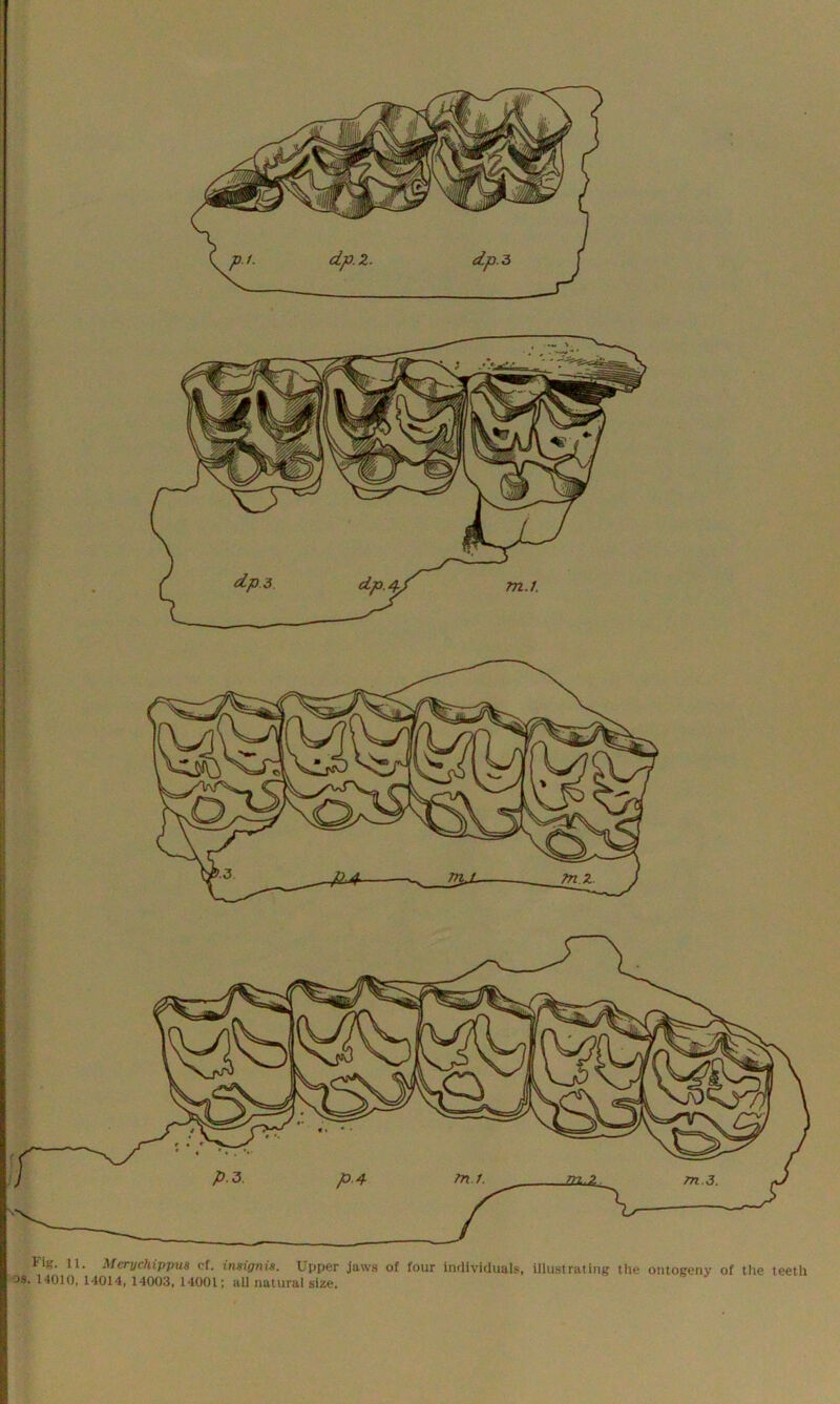 FiK. 11. Merychippua ef. insignia. Upper jaws of four individuals, illustrating the ontogeny of tlie teeth os. 14010, 14014, 14003, 14001; all natural size.