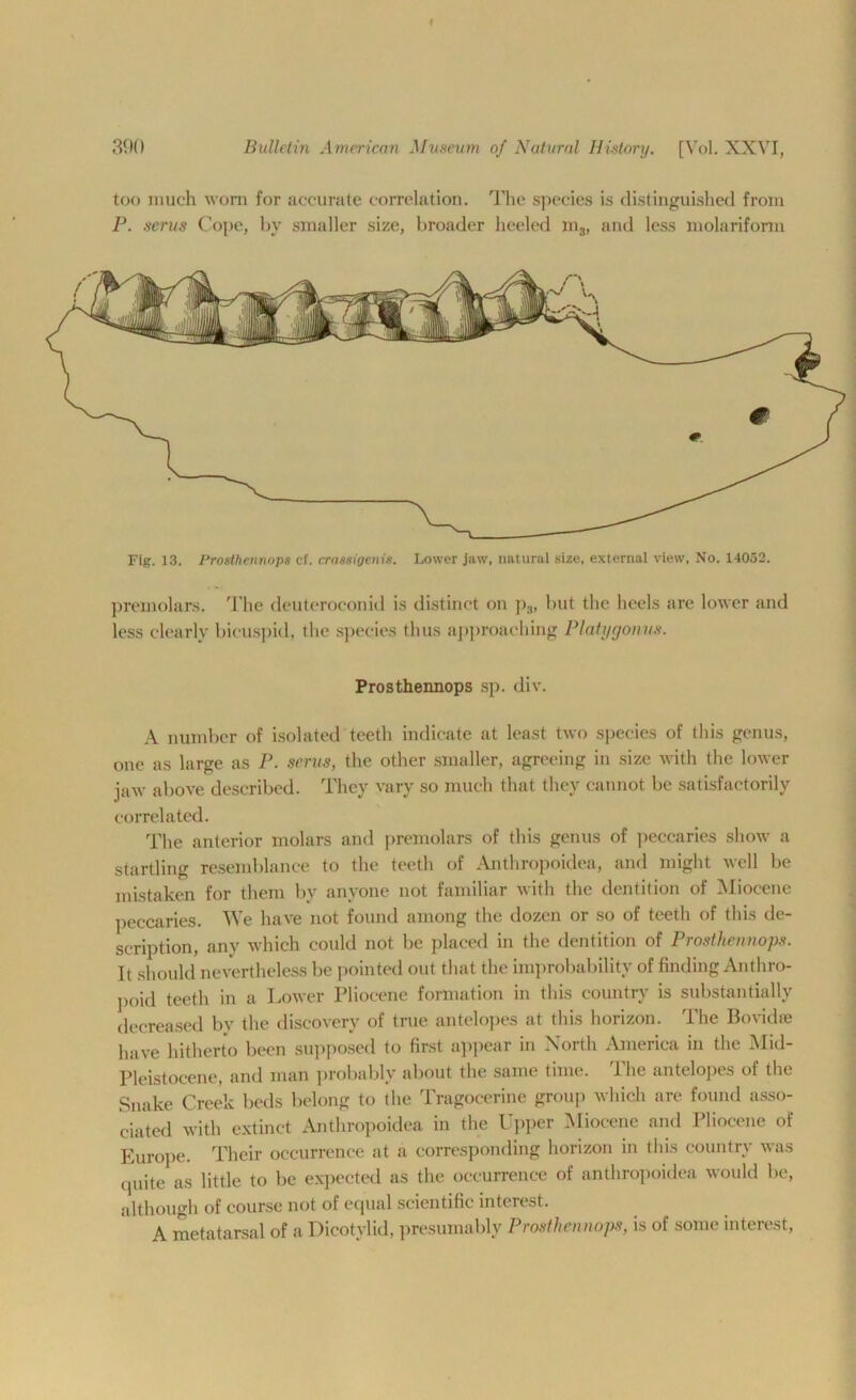 390 Bulletin American Museum of Natural History. [Vol. XXVI, too much worn for accurate correlation. The species is distinguished from P. scrus Cope, by smaller size, broader heeled m3, and less molariform Fig. 13. Prosthennops cf. crassigenis. Lower jaw, natural size, external view, No. 14052. premolars. The deuteroconid is distinct on p3, but the heels are lower and less clearly bicuspid, the species thus approaching Platygonns. Prosthennops sp. div. A number of isolated teeth indicate at least two species of this genus, one as large as P. scrus, the other smaller, agreeing in size with the lower jaw above described. They vary so much that they cannot be satisfactorily correlated. The anterior molars and premolars of this genus of peccaries show a startling resemblance to the teeth of Anthropoidea, and might well be mistaken for them by anyone not familiar with the dentition of Miocene peccaries. We have not found among the dozen or so of teeth of this de- scription, any which could not be placed in the dentition of Prosthennops. It should nevertheless be pointed out that the improbability of finding Anthro- poid teeth in a Lower Pliocene formation in this country is substantially decreased by the discovery of true antelopes at this horizon. The Bovidte have hitherto been supposed to first appear in North America in the Mid- Pleistocene, and man probably about the same time. The antelopes of the Snake Creek beds belong to the Tragocerine group which are found asso- ciated with extinct Anthropoidea in the Upper Miocene and Pliocene of Europe. Their occurrence at a corresponding horizon in this country was quite as little to be expected as the occurrence of anthropoidea would be, although of course not of equal scientific interest. A metatarsal of a Dicotylid, presumably Prosthennops, is of some interest,