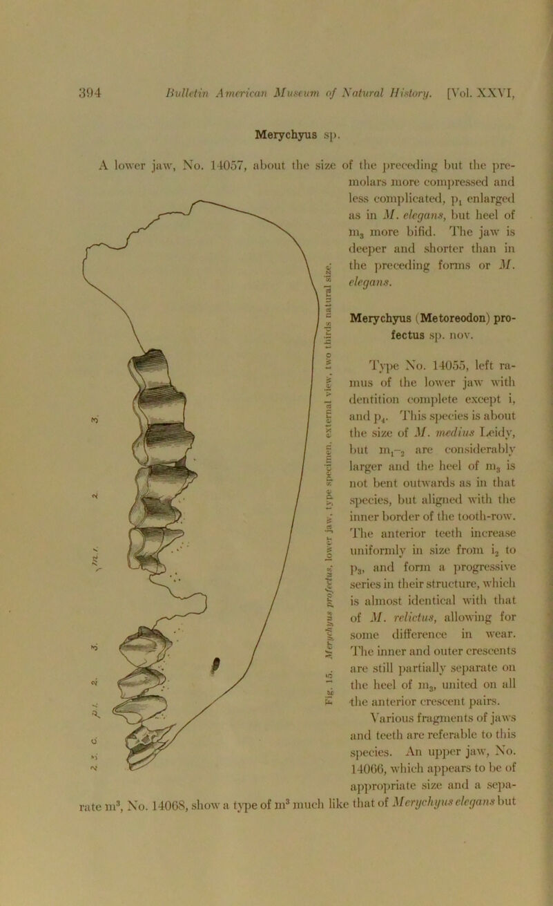 Merychyus s]>. A lower jaw, No. 14057, about the size of the preceding but the pre- molars more compressed and less complicated, pt enlarged as in M. elegans, but heel of m3 more bifid. The jaw is deeper and shorter than in «; the preceding forms or M. 2 elegans. 5 * Merychyus (Metoreodon) pro- | fectus sp. nov. - Type No. 14055, left ra- | mils of the lower jaw with 4 dentition complete except i, § and p4. This species is about '£ the size of M. medius Leidy, £ but m,-2 are considerably 5 larger and the heel of m8 is « not bent outwards as in that £ species, but aligned with the inner border of the tooth-row. The anterior teeth increase g uniformly in size from i2 to « ps, and form a progressive | series in their structure, which | is almost identical with that § of M. relictus, allowing for I. some difference in wear. £ The inner and outer crescents ^ are still partially separate on the heel of in,, united on all £ the anterior crescent pairs. Various fragments of jaws and teeth are referable to this species. An upper jaw, No. 14066, which appears to be of appropriate size and a sepa- rate m3, No. 14068, show a type of m3 much like that of Merychyus elegans hut