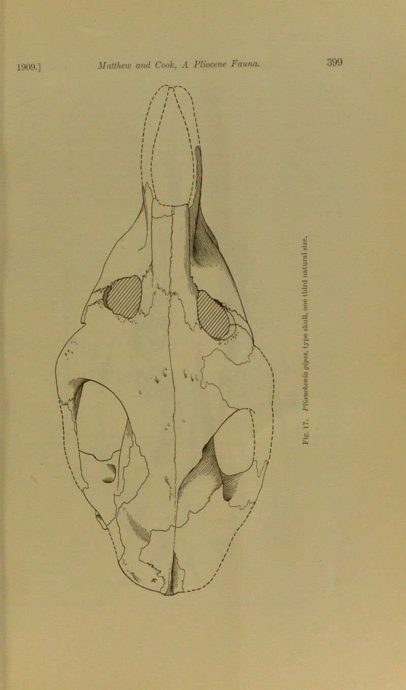 1909.]