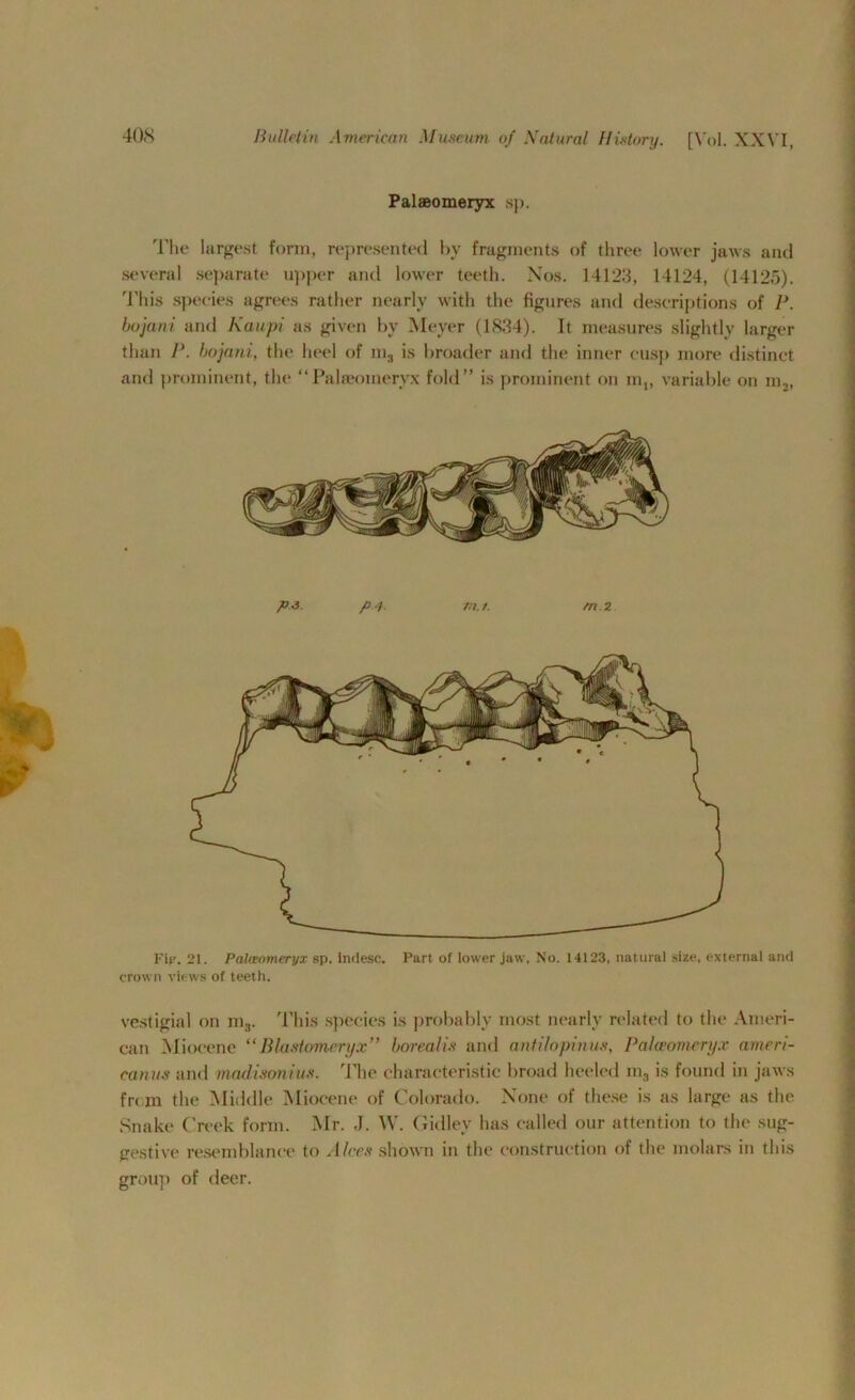 Palaeomeryx sp. The largest form, represented by fragments of three lower jaws and several separate upper and lower teeth. Nos. 14123, 14124, (14125). This species agrees rather nearly with the figures and descriptions of P. bojani and Kaupi as given by Meyer (1834). It measures slightly larger than P. bojani., the heel of m3 is broader and the inner cusp more distinct and prominent, the “Palaeomeryx fold” is prominent on m„ variable on m„ ps. pi. rn.t. m.2 Fif'. 21. Palwnmeryx sp. lndesc. Pari of lower jaw, No. 14123, natural size, external and crown views of teeth. vestigial on m3. This species is probably most nearly related to the Ameri- can Miocene “Blastomeryx” borealis and antilopinus, Palaeomeryx ameri- canus and madisonius. The characteristic broad heeled rn3 is found in jaws frcm the Middle Miocene of Colorado. None of these is as large as the Snake Creek form. Mr. J. \V. Gidley has called our attention to the sug- gestive resemblance to Alecs shown in the construction of the molars in this group of deer.