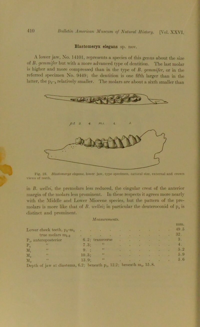 Blastomeryx elegans sp. nov. A lower jaw, No. 14101, represents a species of this genus about the size of B. gemmifer but with a more advanced type of dentition. The last molar is higher and more compressed than in the type of B. gemmifer, or in the referred specimen No. 9449; the dentition is one fifth larger than in the latter, the p2-3 relatively smaller. The molars are about a sixth smaller than pz j. 4 mi z 3 Fig. 23. Blastomeryx elegans. lower Jaw, type specimen, natural size, external and crown views of teeth. in B. wellsi, the premolars loss reduced, the cingular crest of the anterior margin of the molars less prominent. In these respects it agrees more nearly with the Middle and Lower Miocene species, but the pattern of the pre- molars is more like that of B. wellsi; in particular tlx* deuteroconid of p4 is distinct and prominent. Measurements. Lower cheek teeth, p2-m3 mm. . 49.5 true molars mj_3 . . . 32. P3, anteroposterior 6.2 transverse 3. P4 7.3 U 4. M, 9. il 5.2 Mo 10.3 u 5.9 M, 13.9 a 5.6 Depth of jaw at diastema, 6.2; beneath p3, 12.2; beneath m„, 15.8.