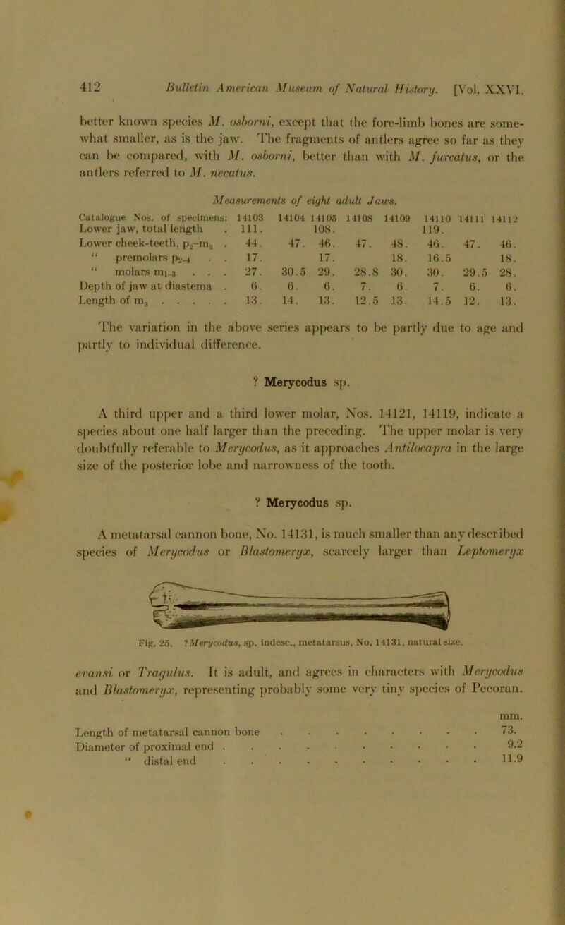 better known species M. osborn i, except that the fore-limb bones are some- what smaller, as is the jaw. The fragments of antlers agree so far as they can be compared, with M. osborn i, better than with M. furcatus, or the antlers referred to M. necatus. Measurements of eight adult Jaws. Catalogue Nos. of specimens: 14103 14104 14105 14108 14109 14110 14111 14112 Lower jaw, total length 111. 108. 119. Lower cheek-teeth, p2-m3 . 44. 47. 46. 47. 48. 46. 47. 46. “ premolars pa_4 17. 17. 18. 16.5 18. “ molars mi_3 . . . 27. 30.5 29. 28.8 30. 30. 29.5 28. Depth of jaw at diastema . 6. 6. 6. 7. 6. 7. 6. 6. Length of m3 13. 14. 13. 12.5 13. 14.5 12. 13. The variation in the above series appears to be partly due to age and partly to individual difference. ? Merycodus sp. A third upper and a third lower molar, Nos. 14121, 14119, indicate a species about one half larger than the preceding. The upper molar is very doubtfully referable to Merycodus, as it approaches Antilocapra in the large size of the posterior lobe and narrowness of the tooth. ? Merycodus sp. A metatarsal cannon bone, No. 14131, is much smaller than any described species of Merycodus or Blastomeryx, scarcely larger than Leptomeryx Fig. 25. ?Merycodus, sp. indesc., metatarsus, No. 14131, natural size. evan.fi or Tray ulus. It is adult, and agrees in characters with Merycodus and Blastomeryx, representing probably some very tiny species of Pecoran. mm. Length of metatarsal cannon bone 73. Diameter of proximal end 9-2 “ distal end H-9