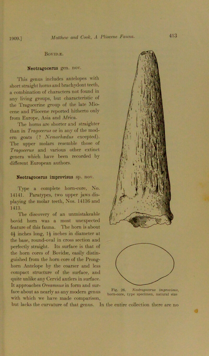 1909.] Bovid.®. Neotragocerus gen. nov. This genus includes antelopes with short straight horns and braehvdont teeth, a combination of characters not found in any living groups, but characteristic of the Tragoeerine group of the late Mio- cene and Pliocene reported hitherto only from Europe, Asia and Africa. The horns are shorter and straighter than in Tragocerus or in any of the mod- em goats (? Nemorhcedus excepted). The upper molars resemble those of Tragocerus and various other extinct genera which have been recorded by different European authors. Neotragocerus improvisus sp. nov. Type a complete horn-core, No. 14141. Para types, two upper jaws dis- playing the molar teeth, Nos. 14136 and 1413. The discovery of an unmistakeable bovid horn was a most unexpected feature of this fauna. The horn is about 4$ inches long, 1£ inches in diameter at the base, round-oval in cross section and perfectly straight. Its surface is that of the horn cores of Bovidae, easily distin- guished from the horn core of the Prong- horn Antelope by the coarser and less compact structure of the surface, and quite unlike any Cervid antlers in surface. It approaches Oreamnus in form and sur- face about as nearly as any modern genus with which we have made comparison, but lacks the curvature of that genus. In the entire collection there are no Fig. 26. Neotragocerus improvisus, horn-core, type specimen, natural size