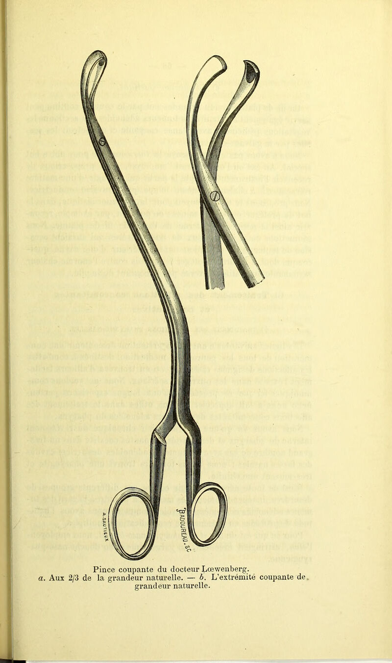 Pince coupante du docteur Lœwenberg. a. Aux 2/3 de la grandeur naturelle. — b. L’extrémité coupante de grandeur naturelle.