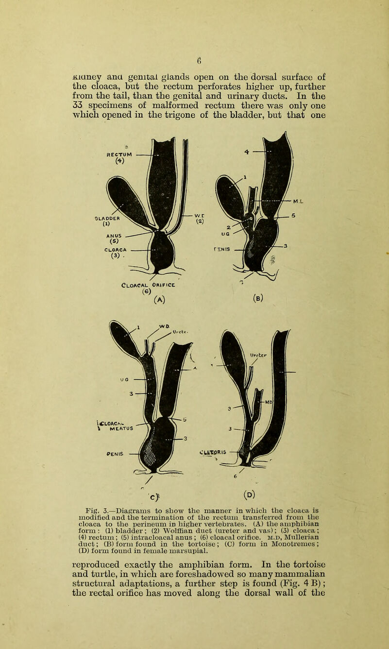 Kxuney ana genital glands open on the dorsal surface of the cloaca, but the rectum perforates higher up, further from the tail, than the genital and urinary ducts. In the 33 specimens of malformed rectum there was only one which opened in the trigone of the bladder, but that one c> (d) Fig. 3.—Diagrams to show the manner in which the cloaca is modified and the termination of the rectum transferred from the cloaca to the perineum in higher vertebrates. (A) the amphibian form ; (1) bladder ; (2) Wolffian duct (ureter and vas); (3) cloaca ; (4) rectum; (5) intracloacal anus ; (6) cloacal orifice, m.d, Mullerian duct; (B) form found in the tortoise; (C) form in Monotremes ; (D) form found in female marsupial. reproduced exactly the amphibian form. In the tortoise and turtle, in which are foreshadowed so many mammalian structural adaptations, a further step is found (Fig. 4 B); the rectal orifice has moved along the dorsal wall of the