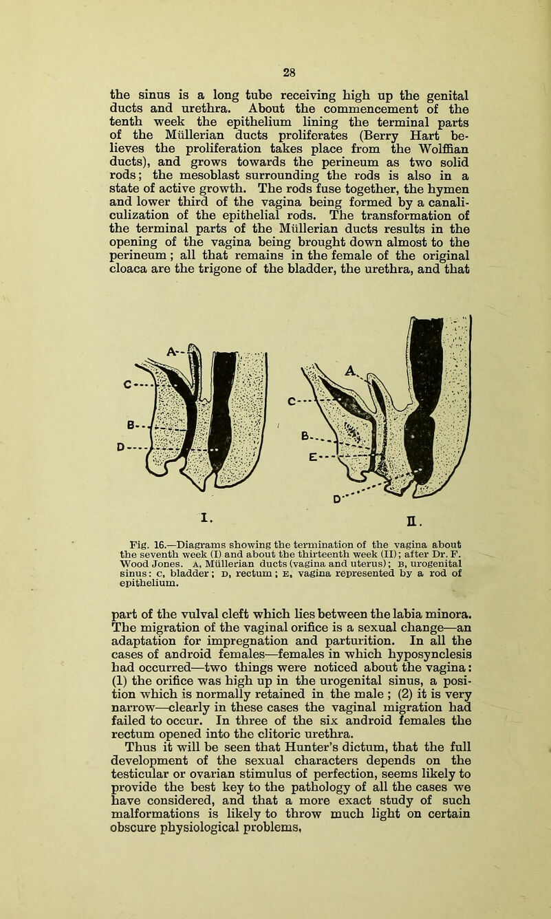 the sinus is a long tube receiving high up the genital ducts and urethra. About the commencement of the tenth week the epithelium lining the terminal parts of the Mullerian ducts proliferates (Berry Hart be- lieves the proliferation takes place from the Wolffian ducts), and grows towards the perineum as two solid rods; the mesoblast surrounding the rods is also in a state of active growth. The rods fuse together, the hymen and lower third of the vagina being formed by a canali- culization of the epithelial rods. The transformation of the terminal parts of the Mullerian ducts results in the opening of the vagina being brought down almost to the perineum; all that remains in the female of the original cloaca are the trigone of the bladder, the urethra, and that Fig. 16.—Diagrams showing the termination of the vagina about the seventh week (I) and about the thirteenth week (II); after Dr. P. Wood Jones, a, Mullerian ducts (vagina and uterus); B, urogenital sinus: c, bladder; d, rectum; e, vagina represented by a rod of epithelium. part of the vulval cleft which lies between the labia minora. The migration of the vaginal orifice is a sexual change—an adaptation for impregnation and parturition. In all the cases of android females—females in which hyposynclesis had occurred—two things were noticed about the vagina: (1) the orifice was high up in the urogenital sinus, a posi- tion which is normally retained in the male ; (2) it is very narrow—clearly in these cases the vaginal migration had failed to occur. In three of the six android females the rectum opened into the clitoric urethra. Thus it will be seen that Hunter’s dictum, that the full development of the sexual characters depends on the testicular or ovarian stimulus of perfection, seems likely to provide the best key to the pathology of all the cases we have considered, and that a more exact study of such malformations is likely to throw much light on certain obscure physiological problems,