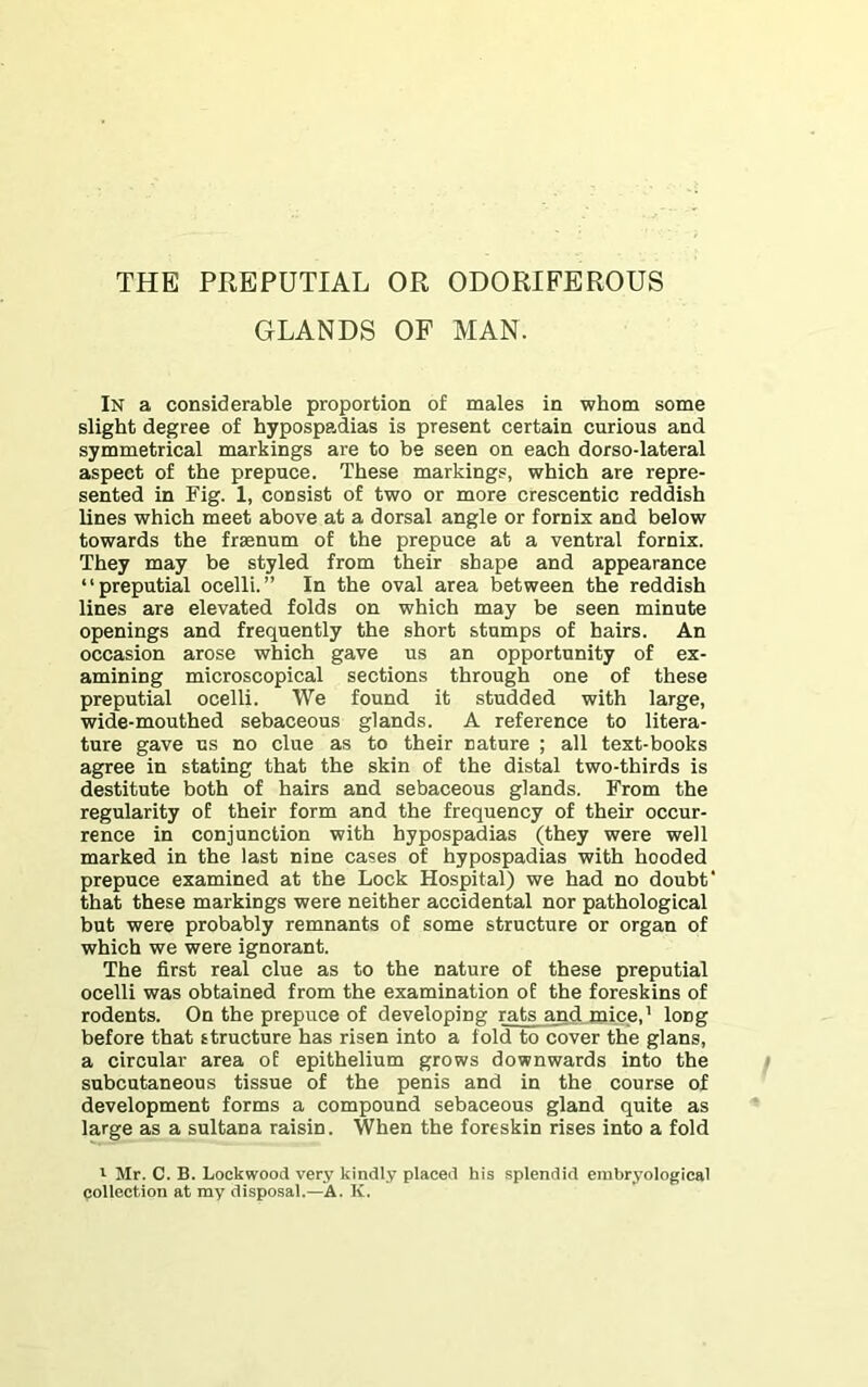 GLANDS OF MAN. In a considerable proportion of males in whom some slight degree of hypospadias is present certain curious and symmetrical markings are to be seen on each dorso-lateral aspect of the prepuce. These markings, which are repre- sented in Fig. 1, consist of two or more crescentic reddish lines which meet above at a dorsal angle or fornix and below towards the frsenum of the prepuce at a ventral fornix. They may be styled from their shape and appearance “preputial ocelli.” In the oval area between the reddish lines are elevated folds on which may be seen minute openings and frequently the short stumps of hairs. An occasion arose which gave us an opportunity of ex- amining microscopical sections through one of these preputial ocelli. We found it studded with large, wide-mouthed sebaceous glands. A reference to litera- ture gave us no clue as to their nature ; all text-books agree in stating that the skin of the distal two-thirds is destitute both of hairs and sebaceous glands. From the regularity of their form and the frequency of their occur- rence in conjunction with hypospadias (they were well marked in the last nine cases of hypospadias with hooded prepuce examined at the Lock Hospital) we had no doubt' that these markings were neither accidental nor pathological but were probably remnants of some structure or organ of which we were ignorant. The first real clue as to the nature of these preputial ocelli was obtained from the examination of the foreskins of rodents. On the prepuce of developing rats and mice.^ long before that structure has risen into a fold to cover the glans, a circular area oE epithelium grows downwards into the subcutaneous tissue of the penis and in the course of development forms a compound sebaceous gland quite as large as a sultana raisin. When the foreskin rises into a fold I Mr. C. B. Lockwood very kindly placed his splendid embryological collection at my disposal.—A. K.