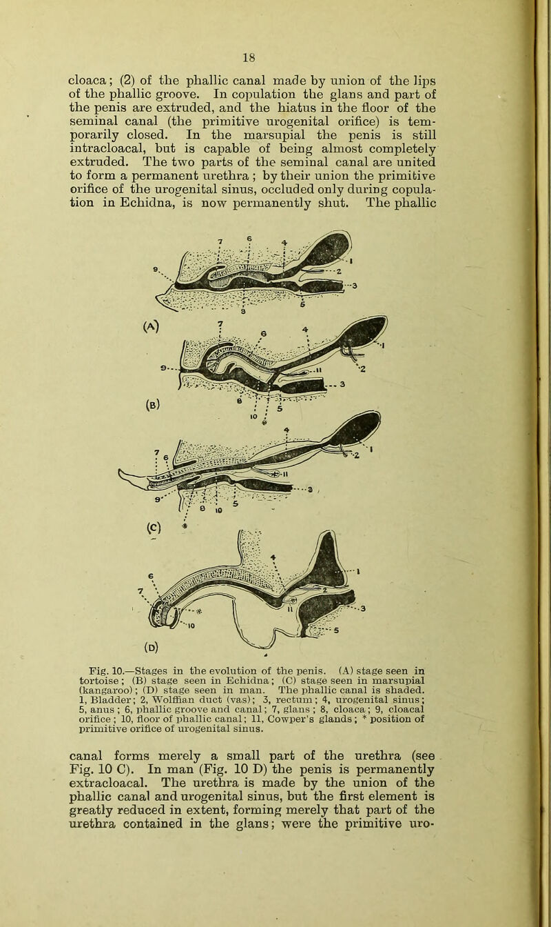 cloaca; (2) of the phallic canal made hy union of the lij^s of the phallic groove. In copulation the glans and part of the penis are extruded, and the hiatus in the floor of the seminal canal (the primitive urogenital orifice) is tem- porarily closed. In the marsupial the penis is still intracloacal, but is capable of being almost completely extruded. The two parts of the seminal canal are united to form a permanent urethra ; by their union the primitive orifice of the urogenital sinus, occluded only during copula- tion in Echidna, is now permanently shut. The phallic Pig. 10.—Stages in the evolution of the penis. (A) stage seen in tortoise; (B) stage seen in Echidna; (C) stage seen in marsupial (kangaroo); (D) stage seen in man. The phallic canal is shaded. 1, Bladder; 2, Wolffian duct (vas); 3, rectum; 4, urogenital sinus; 5, anus ; 6, phallic groove and canal; 7, glans ; 8, cloaca; 9, cloacal orifice ; 10, floor of phallic canal; 11, Cowper’s glands; position of primitive orifice of urogenital sinus. canal forms merely a small part of the urethra (see Fig. 10 C). In man (Fig. 10 D) the penis is permanently extracloacal. The urethra is made by the union of the phallic canal and urogenital sinus, but the first element is greatly reduced in extent, forming merely that part of the urethra contained in the glans; were the primitive uro-