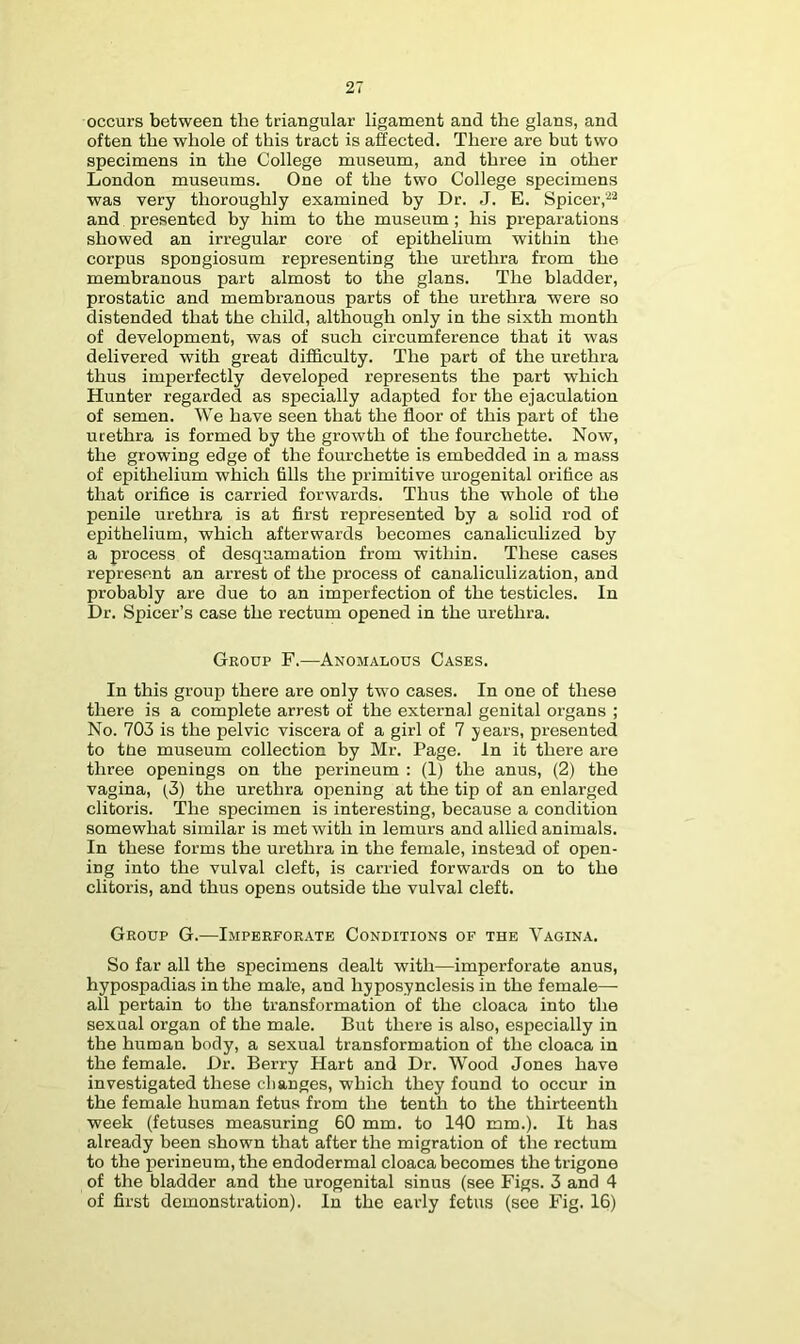 occurs between the triangular ligament and the glans, and often the whole of this tract is affected. There are but two specimens in the College museum, and three in other London museums. One of the two College specimens was very thoroughly examined by Dr. J. E. Spicer, and presented by him to the museum; his preparations showed an irregular core of epithelium within the corpus spongiosum representing the urethra from the membranous part almost to the glans. The bladder, prostatic and membranous parts of the urethra were so distended that the child, although only in the sixth month of development, was of such circumference that it was delivered with great difficulty. The part of the urethra thus imperfectly developed represents the part which Hunter regarded as specially adapted for the ejaculation of semen. We have seen that the floor of this part of the urethra is formed by the growth of the fourchette. Now, the growing edge of the fourchette is embedded in a mass of epithelium which fills the primitive urogenital orifice as that orifice is carried forwards. Thus the whole of the penile urethra is at first represented by a solid rod of epithelium, which afterwards becomes canaliculized by a process of desquamation from within. These cases represent an arrest of the process of canaliculization, and probably are due to an imperfection of the testicles. In Dr. Spicer’s case the rectum opened in the urethra. Group F.—Anomalous Cases. In this group there are only tw'o cases. In one of these there is a complete arrest of the external genital organs ; No. 703 is the pelvic viscera of a girl of 7 jears, presented to tne museum collection by Mr. Page. In it there are three openings on the perineum : (I) the anus, (2) the vagina, (3) the urethra opening at the tip of an enlarged clitoris. The specimen is interesting, because a condition somewhat similar is met with in lemurs and allied animals. In these forms the urethra in the female, instead of open- ing into the vulval cleft, is carried forwards on to the clitoris, and thus opens outside the vulval cleft. Group G.—Imperforate Conditions of the Vagina. So far all the specimens dealt with—imperforate anus, hypospadias in the male, and hyposynclesis in the female— all pertain to the transformation of the cloaca into the sexual organ of the male. But there is also, especially in the human body, a sexual transformation of the cloaca in the female. Dr. Berry Hart and Dr. Wood Jones have investigated these changes, which they found to occur in the female human fetus from the tenth to the thirteenth week (fetuses measuring 60 mm. to 140 mm.). It has already been shown that after the migration of the rectum to the perineum, the endodermal cloaca becomes the trigone of the bladder and the urogenital sinus (see Figs. 3 and 4 of first demonstration). In the early fetus (see Fig. 16)