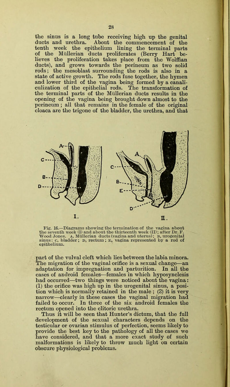 the sinus is a long tube receiving high up the genital ducts and urethra. About the commencement of the tenth week the epithelium lining the terminal parts of the Mullerian ducts proliferates (Berry Hart be- lieves the proliferation takes place from the WoMan ducts), and grows towards the perineum as two solid rods; the mesoblast surrounding the rods is also in a state of active growth. The rods fuse together, the hymen and lower third of the vagina being formed by a canali- culization of the epithelial rods. The transformation of the terminal parts of the Mullerian ducts results in the opening of the vagina being brought down almost to the perineum; all that remains in the female of the original cloaca are the trigone of the bladder, the urethra, and that Fig. 16.—Diagrams showing the termination of the vagina about the seventh week (I) and about the thirteenth week (II); after Dr. F. Wood Jones. A, Mullerian ducts (vagina and uterus); B, urogenital sinus: c, bladder; d, rectum; b, vagina represented by a rod of epithelium. part of the vulval cleft which lies between the labia minora. The migration of the vaginal orifice is a sexual change—an adaptation for impregnation and parturition. In all the cases of android females—females in which hyposynclesis bad occurred—two things were noticed about the vagina: (1) the orifice was high up in the urogenital sinus, a posi- tion which is normally retained in the male ; (2) it is very narrow—clearly in these cases the vaginal migration had failed to occur. In three of the six android females the rectum opened into the clitoric urethra. Thus it will be seen that Hunter’s dictum, that the full development of the sexual characters depends on the testicular or ovarian stimulus of perfection, seems likely to provide the best key to the pathology of all the cases we have considered, and that a more exact study of such malformations is likely to throw much light on certain obscure physiological problems.