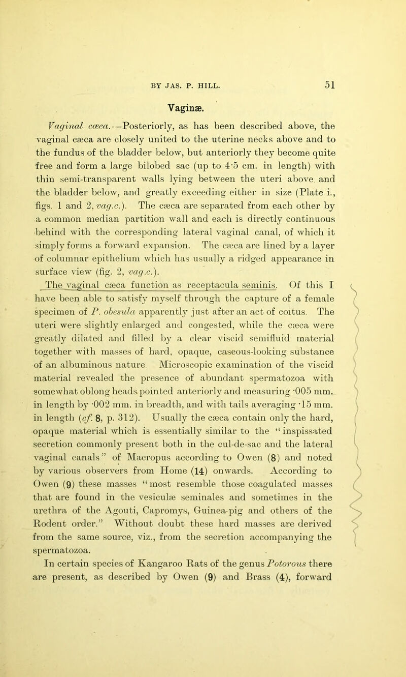 Vaginae. Vaginal cfcca.-—Posteriorly, as has been described above, the vaginal caeca are closely united to the uterine necks above and to the fundus of the bladder below, but anteriorly they become quite free and form a large bilobed sac (up to 4'5 cm. in length) with thin semi-transparent walls lying between the uteri above and the bladder below, and greatly exceeding either in size (Plate i., figs. 1 and '2,vag.c.). The caeca are separated from each other by a common median partition wall and each is directly continuous behind with the corresponding lateral vaginal canal, of which it simply forms a forwai’d expaxnsion. The caeca are lined by a layer of columnar epithelium which has usually a ridged appearance in surface view (fig. 2, vag.c.). The vaginal caeca function as receptacula seminis. Of this I have been able to satisfy myself through the capture of a female specimen of P. ohesula apparently just after an act of coitus. The uteri were slightly enlaxrged and congested, while the caeca were greatly dilated and filled by a clear viscid semifluid material together with masses of hard, opaque, caseous-looking substance of an albuminous nature Microscopic examination of the viscid material revealed the presence of abundaint spermatozoa with somewhat oblong head.s pointed anteriorly and measuring ‘005 mm. in length b}’ ’002 mm. in breadth, and with tails averaging T5 mm. in length [cf. 8, p- 312). Usually the cteca contain only the hard, opacjue material which is essentially similar to the “inspissated secretion commonly present both in the cul-de-sac and the lateral vaginal canals” of Macropus according to Owen (8) and noted by various observers from Home (14) onwards. According to Owen (9) these masses “ most resemble those coagulated masses that are found in the vesicuhe seminales and sometimes in the urethra of the Agouti, Capromys, Guinea-pig and others of the Rodent order.” Without doubt these hard masses are derived from the same source, viz., from the secretion accompanying the spermatozoa. In certain species of Kangaroo Rats of the genus Potorous there are present, as described by Owen (9) and Brass (4), forward