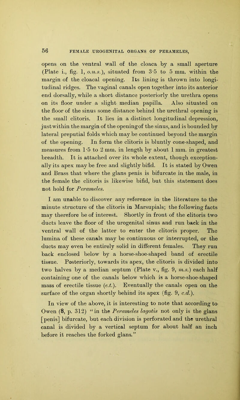 opens on the ventral wall of the cloaca by a small aperture (Plate i., fig. 1, O.U.S.), situated from 3’5 to 5 mm. within the margin of the cloacal opening. Its lining is thrown into longi- tudinal ridges. The vaginal canals open together into its anterior end dorsally, while a short distance posteriorly the urethra opens on its floor under a slight median papilla. Also situated on the floor of the sinus some distance behind the urethral opening is the small clitoris. It lies in a distinct longitudinal depression, justwithin the margin of the openingof the sinus, and is bounded by lateral preputial folds which may be continued beyond the margin of the opening. In form the clitoris is bluntly cone-shaped, and measures from 1 '5 to 2 mm. in length by about 1 mm. in greatest breadth. It is attached over its whole extent, though exception- ally its apex maybe free and slightly bifid. It is stated by Owen and Brass that where the glans penis is bifurcate in the male, in the female the clitoris is likewise bifid, but this statement does not hold for Perameles. I am unable to discover any reference in the literature to the minute structure of the clitoris in Marsupials; the following facts may therefore be of interest. Shortly in front of the clitoris two ducts leave the floor of the urogenital sinus and run back in the ventral wall of the latter to enter the clitoris proper. The lumina of these canals may be continuous or interrupted, or the ducts may even be entirely solid in different females. They run back enclosed below by a horse-shoe-shaped band of erectile tissue. Posteriorly, towards its apex, the clitoris is divided into two halves by a median septum (Plate v., fig. 9, m.s.) each half containing one of the canals below which is a horse-shoe-shaped mass of erectile tissue {e.t.). Eventually the canals open on the surface of the organ shortly behind its apex (fig. 9, c.d.). In view of the above, it is interesting to note that according to Owen (8, p. 312) “in the Perameles lagotis not only is the glans [ penis] bifurcate, but each division is perforated and the urethral canal is divided by a vertical septum for about half an inch before it reaches the forked glans.”