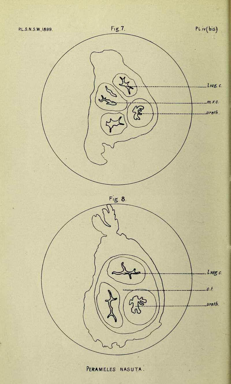 RL.S,N.S.W.,IS99. Fig.7. Pi iv(bis] Fig. 8. PeRAMELES NA5UTA.