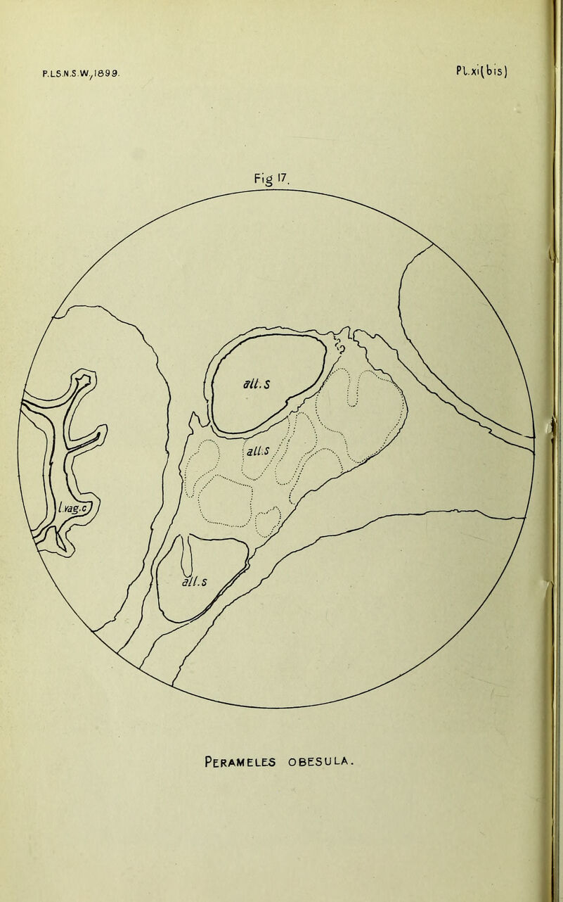 P.LS.N,S.W.^I899. Pl.xi^bis) Fig 17. I 5 Perameles obesula.