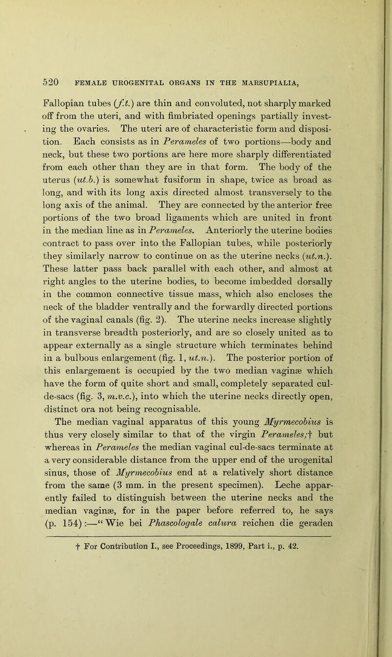 Fallopian tubes {f.t.) are thin and convoluted, not sharply marked off from the uteri, and with fimbriated openings partially invest- ing the ovaries. The uteri are of characteristic form and disposi- tion. Each consists as in Perameles of two portions—body and neck, but these two portions are here more sharply differentiated from each other than they are in that form. The body of the uterus {ut.b.) is somewhat fusiform in shape, twice as broad as long, and with its long axis directed almost transversely to the long axis of the animal. They are connected by the anterior free portions of the two broad ligaments which are united in front in the median line as in Perameles. Anteriorly the uterine bodies contract to pass over into the Fallopian tubes, while posteriorly they similarly narrow to continue on as the uterine necks {ut.n.). These latter pass back parallel with each other, and almost at right angles to the uterine bodies, to become imbedded dorsally in the common connective tissue mass, which also encloses the neck of the bladder ventrally and the forwardly directed portions of the vaginal canals (fig. 2). The uterine necks increase slightly in transverse breadth posteriorly, and are so closely united as to appear externally as a single structure which terminates behind in a bulbous enlargement (fig. 1, ut.n.). The posterior portion of this enlargement is occupied by the two median vaginae which have the form of quite short and small, completely separated cul- de-sacs (fig. 3, m.v.c.), into which the uterine necks directly open, distinct ora not being recognisable. The median vaginal apparatus of this young Myrmecohius is thus very closely similar to that of the virgin Perameles;^ but whereas in Perameles the median vaginal cul-de-sacs terminate at a very considerable distance from the upper end of the urogenital sinus, those of Myrmecohius end at a relatively short distance from the same (3 mm. in the present specimen). Leche appar- ently failed to distinguish between the uterine necks and the median vaginae, for in the paper before referred to, he says (p. 154):—“Wie bei Phascologale calura reichen die geraden t For Contribution I., see Proceedings, 1899, Part i., p. 42.