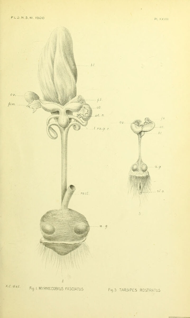 PL.S.N.S.W. 1300 PI XXVIl A.C. del. 1 Fig. I. MYRMEC0BIU5 FA5CIATUS Fig.5 TARSIPES R05TRATU5