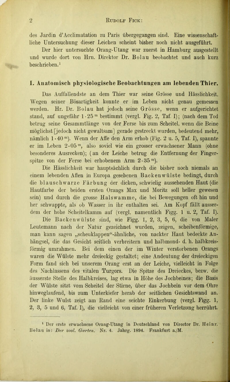 des Jardin d’Acclimatation zu Paris übergegangeu sind. Eine wissenschaft- liche Untersuchung dieser Leichen scheint bisher noch nicht ausgeführt. Der hier untersuchte Orang-Utang war zuerst in Hamhurg ausgestellt und wurde dort von Hrn. Direktor Dr. Bol au beobachtet und auch kurz beschrieben. 1 1. Anatomisch physiologische Beobachtungen am lebenden Thier. Das Auffallendste an dem Thier war seine Grösse und Hässlichkeit. Wegen seiner Bösartigkeit konnte er im Leben nicht genau gemessen werden. Hr. Dr. Bolau hat jedoch seine Grösse, wenn er aufgerichtet stand, auf ungefähr 1 • 25 ™ bestimmt (vergl. Fig. 2, Taf. I); (nach dem Tod betrug seine Gesammtlänge von der Ferse bis zum Scheitel, wenn die Beine möglichst [jedoch nicht gewaltsam] gerade gestreckt wurden, bedeutend mehr, nämlich 1-40“). Wenn der Affe den Arm erhob (Fig. 2 u. 5, Taf. 1), spannte er im Leben 2>05“, also soviel wie ein grosser erwachsener Mann (ohne besonderes Ausrecken); (an der Leiche betrug die Entfernung der Finger- spitze von der Ferse bei erhobenem Arm 2-35“). Die Hässlichkeit war hauptsächlich durch die bisher noch niemals an einem lebenden Affen in Europa gesehenen Backenwülste bedingt, durch die blauschwarze Färbung der dicken, schwielig aussehenden Haut (die Hautfarbe der beiden ersten Oraugs Max und Moritz soll heller gewesen sein) und durch die grosse Halswamme, die bei Bewegungen oft hin und her schwappte, als ob Wasser in ihr enthalten sei. Am Kopf fällt ausser- dem der hohe Scheitelkamm auf (vergl. namentlich Figg. 1 u. 2, Taf. I). Die Backenwülste sind, wie Figg. 1, 2, 3, 5, 6, die von Maler Leutemann nach der Natur gezeichnet wurden, zeigen, scheibenförmige, man kann sagen „scheuklappen^-ähnliche, von nackter Haut bedeckte An- hängsel, die das Gesicht seitlich verbreitern und halbmond- d. h. halbkreis- förmig umrahmen. Bei dem einen der im Winter verstorbenen Orangs waren die Wülste mehr dreieckig gestaltet; eine Andeutung der dreieckigen Form fand sich bei unserem Orang erst an der Leiche, vielleicht in Folge des Nachlassens des vitalen Turgors. Die Spitze des Dreieckes, bezw. die äusserste Stelle des Halbkreises, lag etwa in Höhe des Jochbeines; die Basis der Wülste sitzt vom Scheitel der Stirne, über das Jochbein vor dem Ohre hinweglaufend, bis zum Unterkiefer herab der seitlichen Gesichtswand an. Der linke Wulst zeigt am Rand eine seichte Einkerbung (vergl. Figg. 1, 2, 3, 5 und 6, Taf. I), die vielleicht von einer früheren Verletzung herrührt. ‘ Der erste erwachsene Orang-Utang in Deutschland von Director Dr. Heinr. Bolau in; Der zool. Garten. Nr. 4. Jahrg. 1894. Frankfurt a./M.