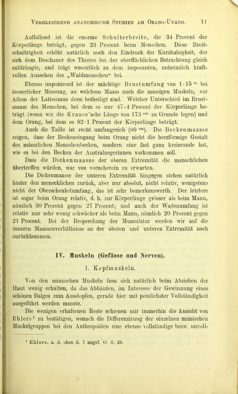 Anffallend ist die enorme Schulterbreite, die 34 Procent der Körperlänge beträgt, gegen 23 Procent beim Menschen. Diese Breit- schultrigkeit erhöht natürlich noch den Eindruck der Kurzhalsigkeit, der sich dem Beschauer des Thieres bei der oberflächlichen Betrachtung gleich aufdrängte, und trägt wesentlich zu dem imposanten, unheimlich kraft- vollen Aussehen des „Waldmenschen“ bei. Ebenso imponirend ist der mächtige Brustumfang von 1-15“ bei äusserlicher Messung, an welchem Maass auch die massigen Muskeln, vor Allem der Latissimus dorsi betheiligt sind. Welcher Unterschied im Brust- maass des Menschen, bei dem es nur 47-4 Procent der Körperlänge be- trägt (wenn wir die Krause’sche Länge von 173 ‘-■™ zu Grunde legen) und dem Orang, bei dem es 82-1 Procent der Körperlänge beträgt. Auch die Taille ist recht umfangreich (80 Die Beckenmaasse zeigen, dass der Beckeneingang beim Orang nicht die herzförmige Gestalt des männlichen Menschenbecken, sondern eine fast ganz kreisrunde hat, wie es bei den Becken der Australnegerinnen verkommen soll. Dass die Dickenmaasse der oberen Extremität die menschlichen übertreffen würden, war von vorneherein zu erwarten. Die Dickenmaasse der unteren Extremität hingegen stehen natürlich hinter den menschlichen zurück, aber nur absolut, nicht relativ, wenigstens nicht der Oberschenkelumfang, das ist sehr bemerkenswerth. Der letztere ist sogar beim Orang relativ, d. h. zur Körperlänge grösser als beim Manu, nämlich 30 Procent gegen 27 Procent; und auch der Wadenumfang ist relativ nur sehr wenig schwächer als beim Mann, nämlich 20 Procent gegen 21 Procent. Bei der Besprechung der Musculatur werden wir auf die inneren Maassenverhältnisse an der oberen und unteren Extremität noch zurückkommen. IV. Muskeln (Gefässe und Nerven). 1. Kopfmuskeln. Von den mimischen Muskeln liess sich natürlich beim Abziehen der Haut wenig erhalten, da das Abhäuten, im Interesse der Gewinnung eines schönen Balges zum Ausstopfen, gerade hier mit peinlichster Vollständigkeit ausgeführt werden musste. Die wenigen erhaltenen Reste schienen mir immerhin die Ansicht von Ehlers ^ zu bestätigen, wonach die Differenziruiig der einzelnen mimischen Muskelgruppen bei den Anthropoiden eine ebenso vollständige bezw. unvoll- * Ehlers, a. d. oben S. 7 angef. 0. S. 28.