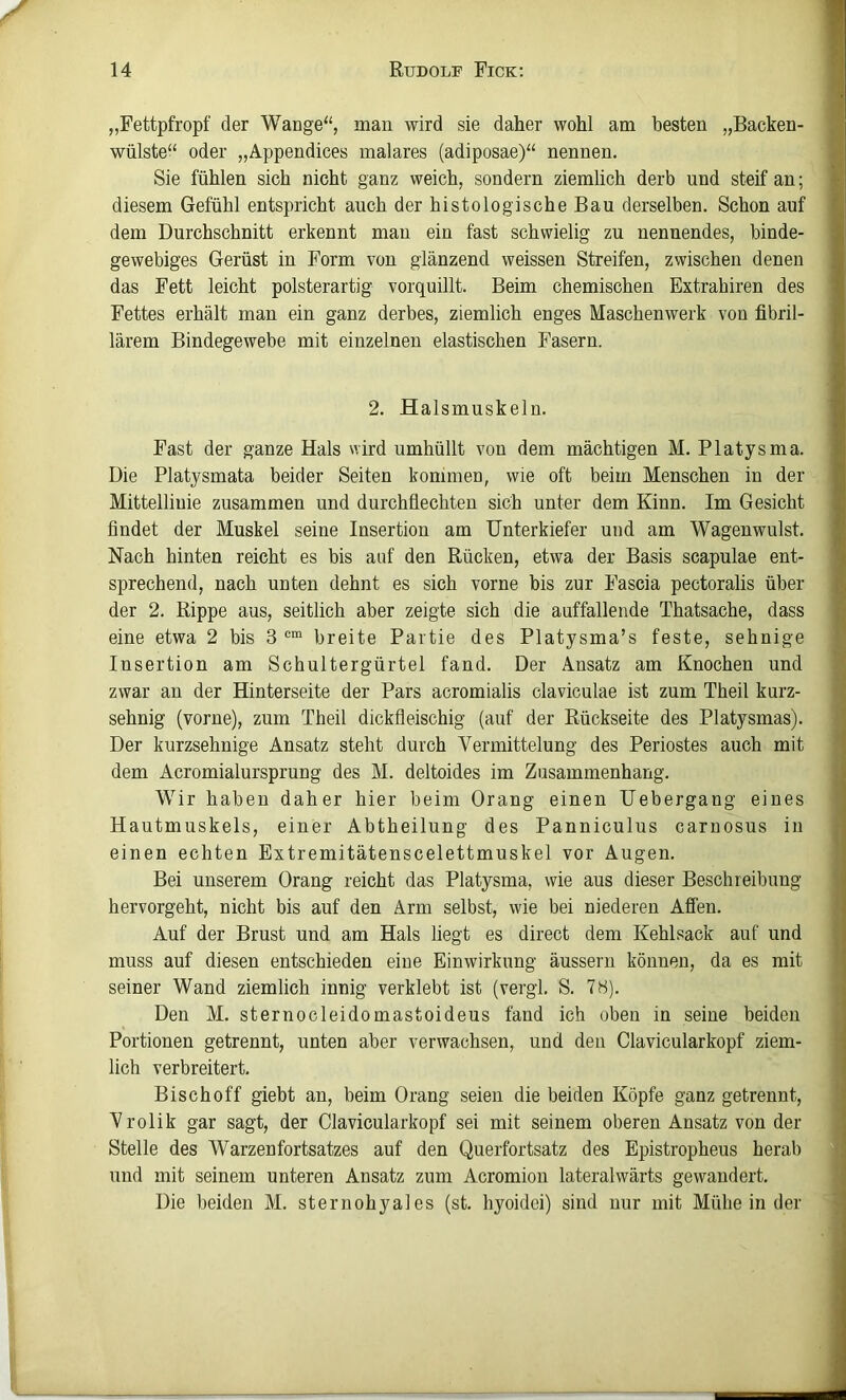 „Fettpfropf der Wange“, man wird sie daher wohl am besten „Backen- wülste“ oder „Appendices malares (adiposae)“ nennen. Sie fühlen sich nicht ganz weich, sondern ziemlich derb und steif an; diesem Gefühl entspricht auch der histologische Bau derselben. Schon auf dem Durchschnitt erkennt mau ein fast schwielig zu nennendes, binde- gewebiges Gerüst in Form von glänzend weissen Streifen, zwischen denen das Fett leicht polsterartig vorquillt. Beim chemischen Extrahiren des Fettes erhält man ein ganz derbes, ziemlich enges Maschenwerk von fibril- lärem Bindegewebe mit einzelnen elastischen Fasern. 2. Halsmuskeln. Fast der ganze Hals wird umhüllt von dem mächtigen M. Platysma. Die Platysmata beider Seiten kommen, wie oft beim Menschen in der Mittellinie zusammen und durchflechten sich unter dem Kinn. Im Gesicht findet der Muskel seine Insertion am Unterkiefer und am Wagenwulst. Nach hinten reicht es bis auf den Rücken, etwa der Basis scapulae ent- sprechend, nach unten dehnt es sich vorne bis zur Fascia pectoralis über der 2. Rippe aus, seitlich aber zeigte sich die auffallende Thatsache, dass eine etwa 2 bis 3 breite Partie des Platysma’s feste, sehnige Insertion am Schultergürtel fand. Der Ansatz am Knochen und zwar an der Hinterseite der Pars acromialis claviculae ist zum Theil kurz- sehnig (vorne), zum Theil dickfleischig (auf der Rückseite des Platysmas). Der kurzsehnige Ansatz steht durch Vermittelung des Periostes auch mit dem Acromialursprung des M. deltoides im Zusammenhang. Wir haben daher hier beim Orang einen Uebergang eines Hautmuskels, einer Abtheilung des Panniculus caruosus in einen echten Extremitätenscelettmuskel vor Augen. Bei unserem Orang reicht das Platysma, wie aus dieser Beschreibung hervorgeht, nicht bis auf den Arm selbst, wie bei niederen Affen. Auf der Brust und am Hals liegt es direct dem Kehlsack auf und muss auf diesen entschieden eine Einwirkung äussern können, da es mit seiner Wand ziemlich innig verklebt ist (vergl, S. 78). Den M. sternocleidomastoideus fand ich oben in seine beiden Portionen getrennt, unten aber verwachsen, und den Clavicularkopf ziem- lich verbreitert. Bischoff giebt an, beim Orang seien die beiden Köpfe ganz getrennt, Vrolik gar sagt, der Clavicularkopf sei mit seinem oberen Ansatz von der Stelle des Warzenfortsatzes auf den Querfortsatz des Epistropheus herab und mit seinem unteren Ansatz zum Acromion lateralwärts gewandert. Die beiden M. sternohyales (st. hyoidei) sind nur mit Mühe in der