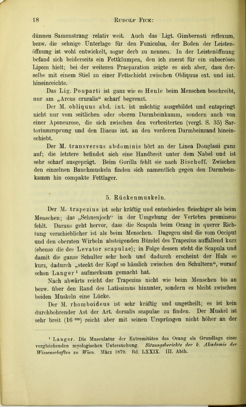 1 18 Rudolf Fick; dünnen Samenstrang relativ weit. Auch das Ligt. Gimbernati reflexum, bezw. die sehnige Unterlage für den Funiculus, der Boden der Leisten- öffnung ist wohl entwickelt, sogar derb zu nennen. In der Leistenölfnung befand sich beiderseits ein Fettklumpen, den ich zuerst für ein subseröses Lipom hielt; bei der weiteren Praeparation zeigte es sich aber, dass der- selbe mit einem Stiel zu einer Fettschicht zwischen Obliquus ext. und int. hineinreichte. Das Lig. Pouparti ist ganz wie es He nie beim Menschen beschreibt, j nur am „Arcus cruralis“ scharf begrenzt. j Der M. obliquus abd. int. ist mächtig ausgebildet und entspringt nicht nur vom seitlichen oder oberen Darmbeinkamm, sondern auch von . einer Aponeurose, die sich zwischen den verbreiterten (vergl. S. 35) Sar- ' toriusursprung und den Iliacus int. an den vorderen Darmbeinrand hinein- schiebt. Der M. transversus abdominis hört an der Linea Douglasii ganz - auf; die letztere befindet sich eine Handbreit unter dem Nabel und ist sehr scharf ausgeprägt. Beim Gorilla fehlt sie nach Bise hoff. Zwischen den einzelnen Bauchmuskeln finden sich namentlich gegen den Darmbein- kamm hin compakte Fettlager. 5. Rückenmuskeln. Der M. trapezius ist sehr kräftig und entschieden fleischiger als beim Menschen; das „Sehnenjoch“ in der Umgebung der Vertebra prominens fehlt. Daraus geht hervor, dass die Scapula beim Orang in querer Rich- tung verschieblicher ist als beim Menschen. Dagegen sind die vom Occiput und den obersten Wirbeln absteigenden Bündel des Trapezius auffallend kurz (ebenso die des Levator scapulae); in Folge dessen steht die Scapula und damit die ganze Schulter sehr hoch und dadurch erscheint der Hals so . kurz, dadurch „steckt der Kopf so hässlich zwischen den Schultern“, worauf schon Langer 1 aufmerksam gemacht hat. Nach abwärts reicht der Trapezius nicht wie beim Menschen bis an bezw. über den Rand des Latissimus hinunter, sondern es bleibt zwischen beiden Muskeln eine Lücke. ^ Der M. rhomboideus ist sehr kräftig und ungetheilt; es ist kein durchbohrender Ast der Art. dorsalis scapulae zu finden. Der Muskel ist sehr breit (16 reicht aber mit seinen Ursprüngen nicht höher an der ‘ Langer. Die Musculatur der Extremitäten des Orang als Grundlage einer vergleichenden myologischen Untersuchung. Sitzungsherichte der k. Akademie der