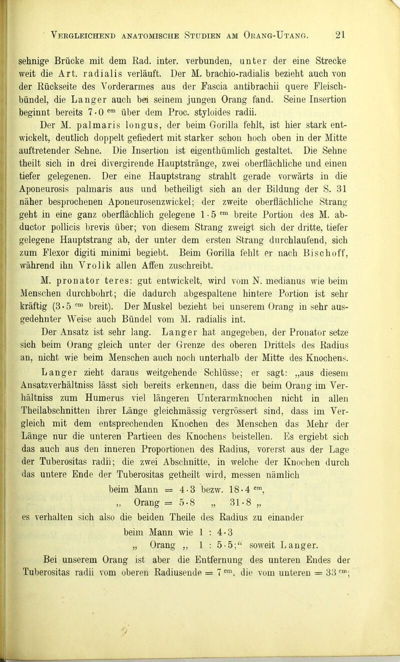 sehnige Brücke mit dem Rad. inter. verbunden, unter der eine Strecke weit die Art. radialis verläuft. Der M. brachio-radialis bezieht auch von der Rückseite des Vorderarmes aus der Pascia antibrachii quere Pleisch- bündel, die Langer auch bei seinem jungen Orang fand. Seine Insertion beginnt bereits 7 • 0 über dem Proc. styioides radii. Der M. palmaris longus, der beim Gorilla fehlt, ist hier stark ent- wickelt, deutlich doppelt gefiedert mit starker schon hoch oben in der Mitte auftretender Sehne. Die Insertion ist eigenthümlich gestaltet. Die Sehne theilt sich in drei divergirende Hauptstränge, zwei oberflächliche und einen tiefer gelegenen. Der eine Hauptstrang strahlt gerade vorwärts in die Aponeurosis palmaris aus und betheiligt sich an der Bildung der S. 31 näher besprochenen Aponeurosenzwickel; der zweite oberflächliche Strang geht in eine ganz oberflächlich gelegene 1 • 5 breite Portion des M. ab- ductor pollicis brevis über; von diesem Strang zweigt sich der dritte, tiefer gelegene Hauptstrang ab, der unter dem ersten Strang durchlaufend, sich zum Flexor digiti minimi begiebt. Beim Gorilla fehlt er nach Bischoff, während ihn Vrolik allen Affen zuschreibt. M. pronator teres: gut entwickelt, wird vom N. medianus wie beim Menschen durchbohrt; die dadurch abgespalteue hintere Portion ist sehr kräftig (3*5 ““ breit). Der Muskel bezieht bei unserem Orang in sehr aus- gedehnter Weise auch Bündel vom M. radialis int. Der Ansatz ist sehr lang. Langer hat angegeben, der Pronator setze sich beim Orang gleich unter der Grenze des oberen Drittels des Radius an, nicht wie beim Menschen auch noch unterhalb der Mitte des Knochens. Langer zieht daraus weitgehende Schlüsse; er sagt: „aus diesem Ansatzverhältniss lässt sich bereits erkennen, dass die beim Orang im Ver- hältniss zum Humerus viel längeren Unterarmknochen nicht in allen Theilabschnitten ihrer Länge gleichmässig vergrössert sind, dass im Ver- gleich mit dem entsprechenden Knochen des Menschen das Mehr der Länge nur die unteren Partieen des Knochens beistelleu. Es ergiebt sich das auch aus den inneren Proportionen des Radius, vorerst aus der Lage der Tuberositas radii; die zwei Abschnitte, in welche der Knochen durch das untere Ende der Tuberositas getheilt wird, messen nämlich beim Mann = 4-3 bezw. 18-4 „ Orang =5*8 „ 31*8 „ es verhalten sich also die beiden Theile des Radius zu einander beim Mann wie 1 : 4*3 „ Orang „ 1 : 5-5;“ soweit Langer. Bei unserem Orang ist aber die Entfernung des unteren Endes der Tuberositas radii vom oberen Radiusende = 7 die vom unteren = 33