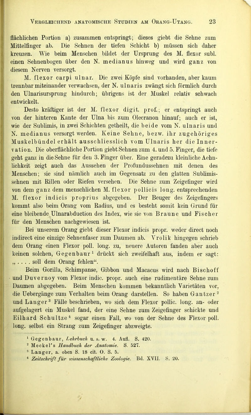 flächlichen Portion a) zusammen entspringt; dieses giebt die Sehne zum Mittelfinger ab. Die Sehnen der tiefen Schicht b) müssen sich daher kreuzen. Wie beim Menschen bildet der Ursprung des M. fiexor subl. einen Sehnenbogen über den N. medianus hinweg und wird ganz von diesem Nerven versorgt. M. fiexor carpi ulnar. Die zwei Köpfe sind vorhanden, aber kaum trennbar miteinander verwachsen, der N. ulnar is zwängt sich förmlich durch den Ulnarisursprung hindurch; übrigens ist der Muskel relativ schwach entwickelt. Desto kräftiger ist der M. fiexor digit. prof.; er entspringt auch von der hinteren Kante der Ulna bis zum Olecranon hinauf; auch er ist, wie der Sublimis, in zwei Schichten getheilt, die beide vom N. ulnaris und N. medianus versorgt werden. Keine Sehne, bezw. ihr zugehöriges Muskelbündel erhält ausschliesslich vom Ulnaris her die Inner- vation. Die oberflächliche Portion giebt Sehnen zum 4. und 5. Finger, die tiefe geht ganz in die Sehne für den 3. Finger über. Eine geradezu kleinliche Aehn- lichkeit zeigt auch das Aussehen der Profundussehnen mit denen des Menschen; sie sind nämlich auch im Gegensatz zu den glatten Subümis- sehnen mit Rillen oder Riefen versehen. Die Sehne zum Zeigefinger wird von dem ganz dem menschlichen M. fiexor pollicis long. entsprechenden M. fiexor indicis proprius abgegeben. Der Beuger des Zeigefingers kommt also beim Orang vom Radius, und es besteht somit kein Grund für eine bleibende Ulnarabduction des Index, wie sie von Braune und Fischer für den Menschen nachgewiesen ist. Bei unserem Orang giebt dieser Flexor indicis propr. weder direct noch indirect eine einzige Sehnenfaser zum Daumen ab. Vrolik hingegen schrieb dem Orang einen Flexor poll. long. zu, neuere Autoren fanden aber auch keinen solchen, Gegenbaur^ drückt sich zweifelhaft aus, indem er sagt: „ .. . . soll dem Orang fehlen“. Beim Gorilla, Schimpanse, Gibbon und Macacus wird nach Bi sc ho ff und Duvernoy vom Flexor indic. propr. auch eine rudimentäre Sehne zum Daumen abgegeben. Beim Menschen kommen bekanntlich Varietäten vor, die Uebergänge zum Verhalten beim Orang darstellen. So haben Gantzer^ und Langer^ Fälle beschrieben, wo sich dem Flexor pollic. long. an- oder aufgelagert ein Muskel fand, der eine Sehne zum Zeigefinger schickte und Eilhard Schnitze^ sogar einen Fall, wo von der Sehne des Flexor poll. long. selbst ein Strang zum Zeigefinger abzweigte. ^ Gegenbaur, Lehrbuch u. s. w. 4. Aufl. S. 420. ^ Meckel’s Handbuch der Anatomie. S. 527. ® Langer, a. oben S. 18 cit. O. S. 5. Zeitschrift für icissenschaftliche Zoologie. Bd. XVII. S. 20.