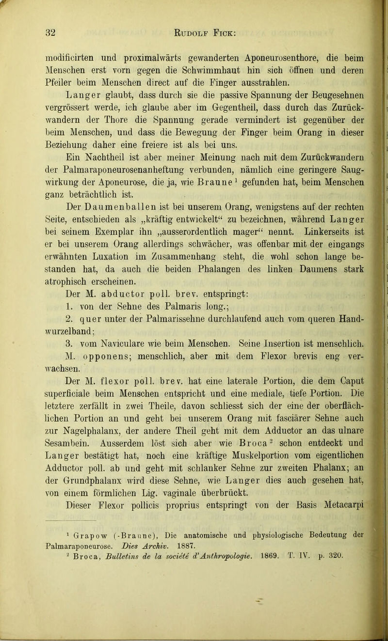 modificirten und proximalwärts gewanderten Aponeurosenthore, die beim Menschen erst vorn gegen die Schwimmhaut hin sich öffnen und deren Pfeiler beim Menschen direct auf die Finger ausstrahlen. Langer glaubt, dass durch sie die passive Spannung der Beugesehnen vergrössert werde, ich glaube aber im Gegentheil, dass durch das Zurück- wandern der Thore die Spannung gerade vermindert ist gegenüber der beim Menschen, und dass die Bewegung der Finger beim Orang in dieser Beziehung daher eine freiere ist als bei uns. Ein Nachtheil ist aber meiner Meinung nach mit dem Zurückwandern der Palmaraponeurosenanheftung verbunden, nämlich eine geringere Saug- wirkung der Aponeurose, die ja, wie Braune ^ gefunden hat, beim Menschen ganz beträchtlich ist. Der Daumenballen ist bei unserem Orang, wenigstens auf der rechten Seite, entschieden als „kräftig entwickelt“ zu bezeichnen, während Langer bei seinem Exemplar ihn „ausserordentlich mager“ nennt. Linkerseits ist er bei unserem Orang allerdings schwächer, was offenbar mit der eingangs erwähnten Luxation im Zusammenhang steht, die wohl schon lange be- standen hat, da auch die beiden Phalangen des linken Daumens stark atrophisch erscheinen. Der M. abductor poll. brev. entspringt: 1. von der Sehne des Palmaris long.; 2. quer unter der Palmarissehne durchlaufend auch vom queren Hand- wurzelband; 3. vom Naviculare wie beim Menschen. Seine Insertion ist menschlich. M. opponens; menschlich, aber mit dem Flexor brevis eng ver- wachsen. Der M. flexor poll. brev. hat eine laterale Portion, die dem Caput superficiale beim Menschen entspricht und eine mediale, tiefe Portion. Die letztere zerfällt in zwei Theile, davon schliesst sich der eine der oberfläch- lichen Portion an und geht bei unserem Orang mit fasciärer Sehne auch zur Nagelphalanx, der andere Theil geht mit dem Adductor an das ulnare Sesambein. Ausserdem löst sich aber wie Broca^ schon entdeckt und Langer bestätigt hat, noch eine kräftige Muskelportion vom eigentlichen Adductor poll. ab und geht mit schlanker Sehne zur zweiten Phalanx; an der Grundphalanx wird diese Sehne, wie Langer dies auch gesehen hat, von einem förmlichen Lig. vaginale überbrückt. Dieser Flexor pollicis proprius entspringt von der Basis Metacarpi * Grapow (-Braune), Die anatomische und physiologische Bedeutung der Palmaraponeurose. Dies Archiv. 1887. '■* Broca, Bulletins de la societe d’Anthropologie. 1869. T. IV. p. 320.