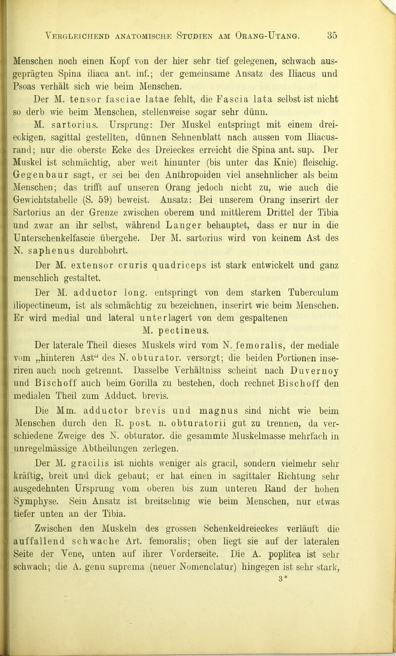 Menschen noch einen Kopf von der hier sehr tief gelegenen, schwach aus- geprägten Spina iliaca ant. inf.; der gemeinsame Ansatz des Iliacus und Psoas verhält sich wie beim Menschen. Der M. tensor fasciae latae fehlt, die Fascia lata selbst ist nicht so derb wie beim Menschen, stellenweise sogar sehr dünn. M. Sartorius. Ursprung: Der Muskel entspringt mit einem drei- eckigen, sagittal gestellten, dünnen Sehnenblatt nach aussen vom Iliacus- rand; nur die oberste Ecke des Dreieckes erreicht die Spina ant. sup. Der Muskel ist schmächtig, aber weit hinunter (bis unter das Knie) fleischig. Gegenbaur sagt, er sei bei den Anthropoiden viel ansehnlicher als beim Menschen; das trifft auf unseren Orang jedoch nicht zu, wie auch die Gewichtstabelle (S. 59) beweist. Ansatz: Bei unserem Orang inserirt der Sartorius an der Grenze zwischen oberem und mittlerem Drittel der Tibia und zwar an ihr selbst, während Langer behauptet, dass er nur in die Unterschenkelfascie übergehe. Der M. sartorius wird von keinem Ast des N. saphenus durchbohrt. Der M. extensor cruris quadriceps ist stark entwickelt und ganz menschlich gestaltet. Der M. adductor long. entspringt von dem starken Tuberculum iliopectineum, ist als schmächtig zu bezeichnen, inserirt wie beim Menschen. Er wird medial und lateral unter lagert von dem gespaltenen M. pectineus. Der laterale Theil dieses Muskels wird vom N. femoralis, der mediale vom „hinteren Ast“ des N. obturator. versorgt; die beiden Portionen inse- riren auch noch getrennt. Dasselbe Verhältniss scheint nach Duvernoy und Bi sch off auch beim Gorilla zu bestehen, doch rechnet Bise hoff den medialen Theil zum Adduct. brevis. Die Mm. adductor brevis und magnus sind nicht wie beim Menschen durch den R. post. n. obturatorii gut zu trennen, da ver- schiedene Zweige des N. obturator. die gesammte Muskelmasse mehrfach in unregelmässige Abtheilungen zerlegen. Der M. gracilis ist nichts weniger als gracil, sondern vielmehr sehr kräftig, breit und dick gebaut; er hat einen in sagittaler Richtung sehr ausgedehnten Ursprung vom oberen bis zum unteren Rand der hohen Symphyse. Sein Ansatz ist breitsehnig wie beim Menschen, nur etwas tiefer unten an der Tibia. Zwischen den Muskeln des grossen Schenkeldreieckes verläuft die auffallend schwache Art. femoralis; oben liegt sie auf der lateralen Seite der Vene, unten auf ihrer Vorderseite. Die A. poplitea ist sehr schwach; die A. genu suprema (neuer Nomenclatur) hingegen ist sehr stark, 3*