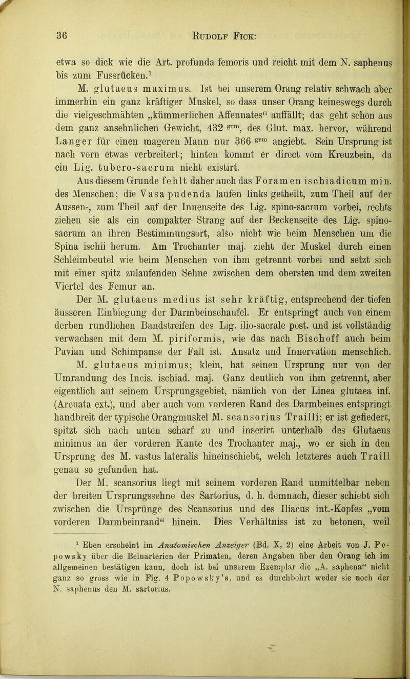 etwa so dick wie die Art. profunda femoris und reicht mit dem N. sapheiius bis zum Fussrücken.^ M. glutaeus maximus. Ist bei unserem Orang relativ schwach aber immerhin ein ganz kräftiger Muskel, so dass unser Orang keineswegs durch die vielgeschmähten „kümmerlichen Afifennates“ auffällt; das geht schon aus dem ganz ansehnlichen Gewicht, 432 sr“, des Glut. max. hervor, während Langer für einen mageren Mann nur 366 s™ angiebt. Sein Ursprung ist nach vorn etwas verbreitert; hinten kommt er direct vom Kreuzbein, da ein Lig. tubero-sacrum nicht existirt. Aus diesem Grunde fehlt daher auch das Foramen ischiadicum min. des Menschen; die Vasa pudenda laufen links getheilt, zum Theil auf der Aussen-, zum Theil auf der Innenseite des Lig. spino-sacrum vorbei, rechts ziehen sie als ein compakter Strang auf der Beckenseite des Lig. spino- sacrum an ihren Bestimmungsort, also nicht wie beim Menschen um die Spina ischii herum. Am Trochanter maj. zieht der Muskel durch einen Schleimbeutel wie beim Menschen von ihm getrennt vorbei und setzt sich mit einer spitz zulaufenden Sehne zwischen dem obersten und dem zweiten Viertel des Femur an. Der M. glutaeus medius ist sehr kräftig, entsprechend der tiefen äusseren Einbiegung der Darmbeinschaufel. Er entspringt auch von einem derben rundlichen Bandstreifen des Lig. ilio-sacrale post, und ist vollständig verwachsen mit dem M. piriformis, wie das nach Bischoff auch beim Pavian und Schimpanse der Fall ist. Ansatz und Innervation menschlich. M. glutaeus minimus; klein, hat seinen Ursprung nur von der Umrandung des Incis. ischiad. maj. Ganz deuthch von ihm getrennt, aber eigentlich auf seinem Ursprungsgebiet, nämlich von der Linea glutaea inf. (Arcuata ext.), und aber auch vom vorderen Rand des Darmbeines entspringt handbreit der typische Orangmuskel M. scansorius Trailli; er ist gefiedert, spitzt sich nach unten scharf zu und inserirt unterhalb des Glutaeus minimus an der vorderen Kante des Trochanter maj., wo er sich in den Ursprung des M. vastus lateralis hineinschiebt, welch letzteres auch Traill genau so gefunden hat. Der M. scansorius liegt mit seinem vorderen Rand unmittelbar neben der breiten Ursprungssehne des Sartorius, d. h. demnach, dieser schiebt sich zwischen die Ursprünge des Scansorius und des Iliacus int.-Kopfes „vom vorderen Darmbeinrand“ hinein. Dies Verhältniss ist zu betonen, weil * Eben erscheint im Anatomischen Anzeiger (Bd. X, 2) eine Arbeit von J. Po- powsky über die Beinarterien der Primaten, deren Angaben über den Orang ich im allgemeinen bestätigen kann, doch ist bei unserem Exemplar die „A. saphena“ nicht ganz so gross wie in Eig. 4 Popowsky’s, und es durchbohrt weder sie noch der N. saphenus den M. sartorius.