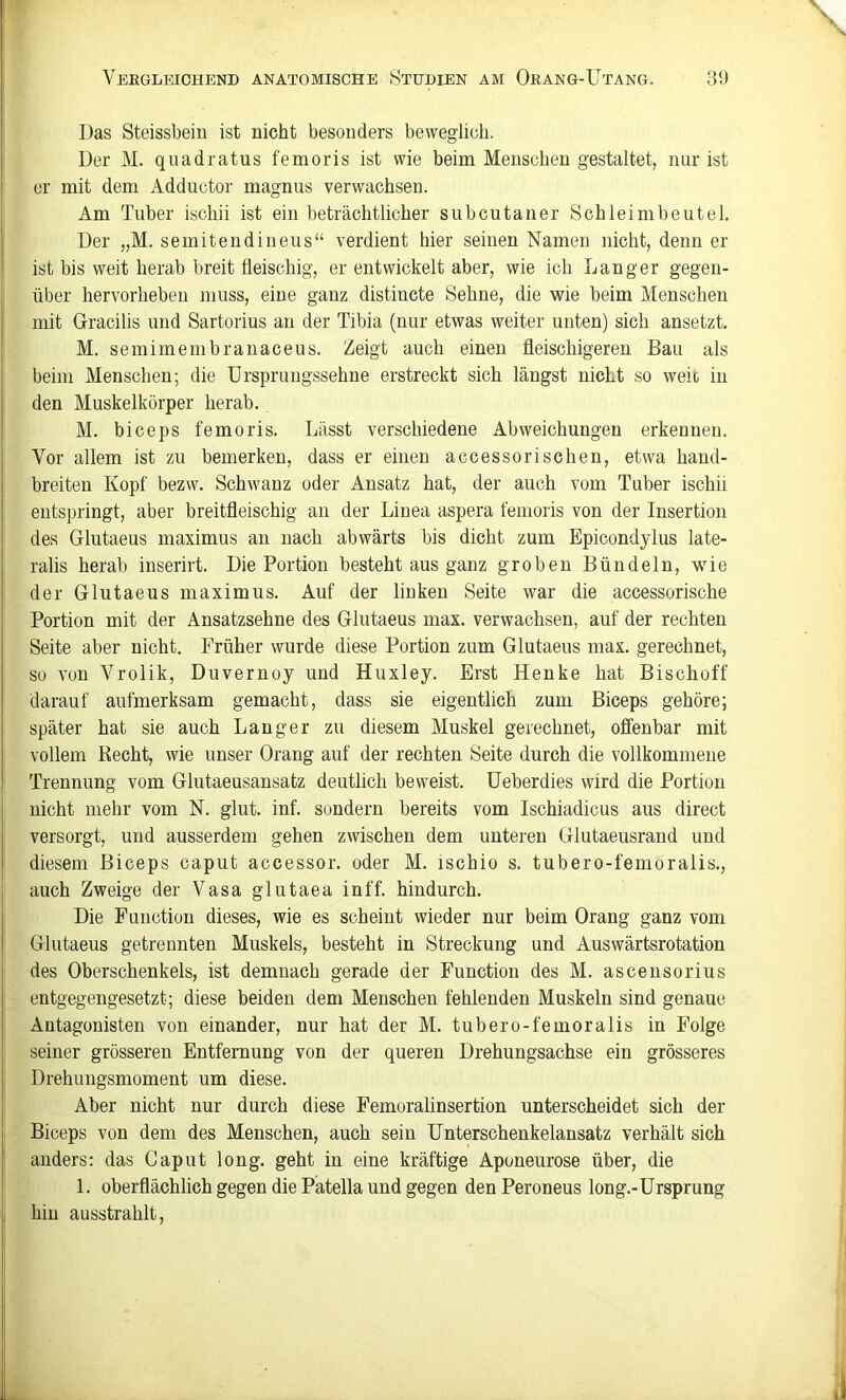 Das Steissbein ist nicht besonders beweglich. Der M. quadratus femoris ist wie beim Menschen gestaltet, nur ist er mit dem Adductor magnus verwachsen. Am Tuber ischii ist ein beträchtlicher subcutaner Schleimbeutel. Der „M. semitendineus“ verdient hier seinen Namen nicht, denn er I ist bis weit herab breit fleischig, er entwickelt aber, wie ich Langer gegen- jj über hervorheben muss, eine ganz distincte Sehne, die wie beim Menschen mit Gracilis und Sartorius au der Tibia (nur etwas weiter unten) sich ansetzt. M. semimembranaceus. Zeigt auch einen fleischigeren Bau als beim Menschen; die Urspruiigssehue erstreckt sich längst nicht so weit in den Muskelkörper herab. M. biceps femoris. Lässt verschiedene Abweichungen erkennen. Vor allem ist zu bemerken, dass er einen accessorischen, etwa hand- breiten Kopf bezw. Schwanz oder Ansatz hat, der auch vom Tuber ischii entspringt, aber breitfleischig an der Linea aspera femoris von der Insertion des Glutaeus maximus au nach abwärts bis dicht zum Epicondylus late- ralis herab iuserirt. Die Portion besteht aus ganz groben Bündeln, wie der Glutaeus maximus. Auf der linken Seite war die accessorische Portion mit der Ansatzsehne des Glutaeus max. verwachsen, auf der rechten Seite aber nicht. Früher wurde diese Portion zum Glutaeus max. gerechnet, so von Vrolik, Duvernoy und Huxley. Erst Henke hat Bischoff darauf aufmerksam gemacht, dass sie eigentlich zum Biceps gehöre; später hat sie auch Langer zu diesem Muskel gerechnet, offenbar mit vollem Kecht, wie unser Orang auf der rechten Seite durch die vollkommene Trennung vom Glutaeusansatz deutlich beweist, üeberdies wird die Portion nicht mehr vom N. glut. inf. sondern bereits vom Ischiadicus aus direct versorgt, und ausserdem gehen zwischen dem unteren Glutaeusrand und diesem Biceps caput accessor. oder M. ischio s. tubero-femoralis,, auch Zweige der Vasa glutaea inff. hindurch. I Die Function dieses, wie es scheint wieder nur beim Orang ganz vom Glutaeus getrennten Muskels, besteht in Streckung und Auswärtsrotation des Oberschenkels, ist demnach gerade der Function des M. ascensorius entgegengesetzt; diese beiden dem Menschen fehlenden Muskeln sind genaue Antagonisten von einander, nur hat der M. tubero-femoralis in Folge seiner grösseren Entfernung von der queren Drehungsachse ein grösseres I Drehungsmoment um diese. Aber nicht nur durch diese Femoralinsertion unterscheidet sich der Biceps von dem des Menschen, auch sein Unterschenkelansatz verhält sich I anders; das Caput long. geht in eine kräftige Aponeurose über, die 1. oberflächlich gegen die Patella und gegen den Peroneus long.-Ursprung hin ausstrahlt.