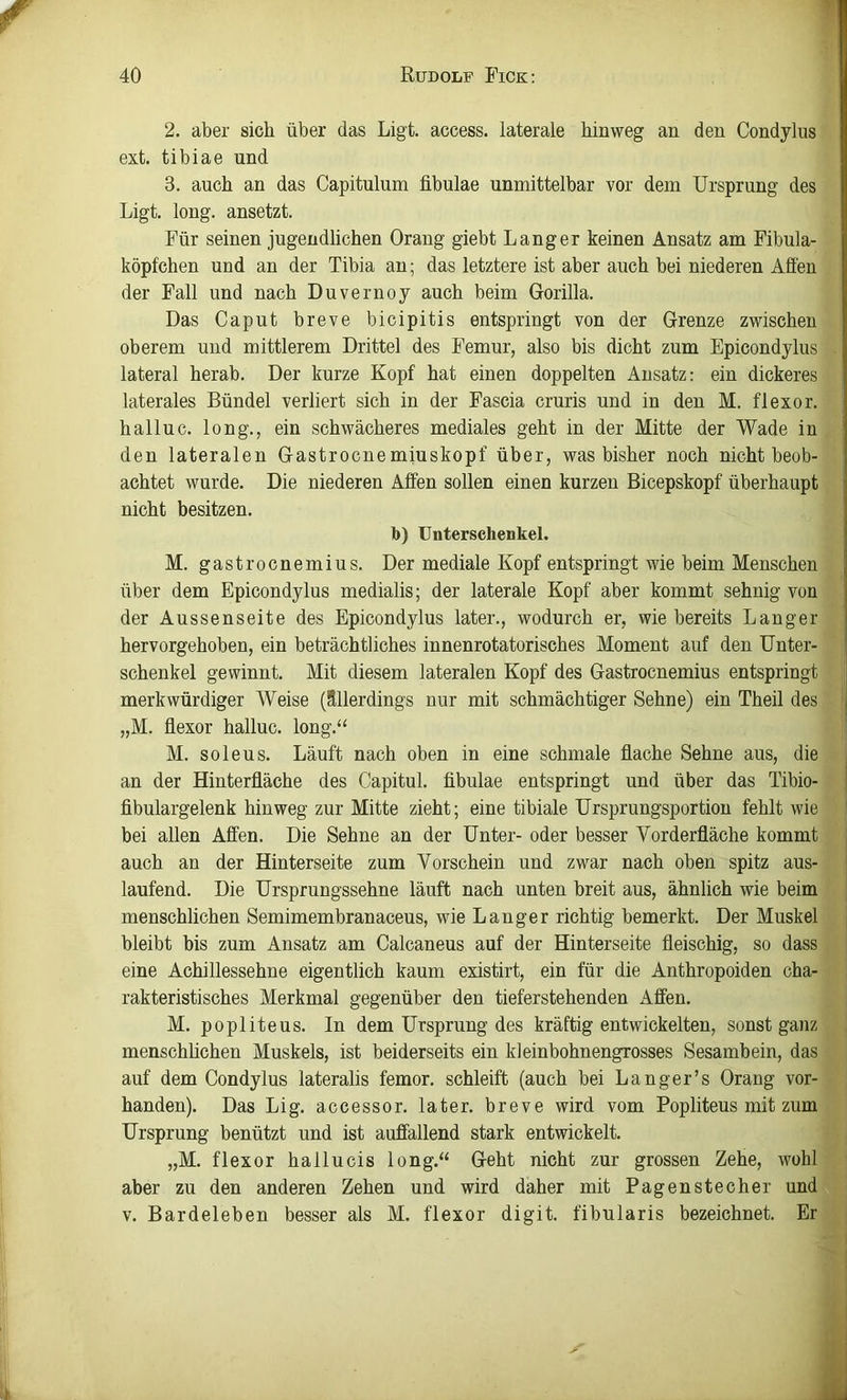 2. aber sich über das Ligt. access. laterale hinweg an den Condylus ext. tibiae und 3. auch an das Capitulum fibulae unmittelbar vor dem Ursprung des Ligt. long. ansetzt. Für seinen jugendlichen Orang giebt Langer keinen Ansatz am Fibula- köpfchen und an der Tibia an; das letztere ist aber auch bei niederen Affen der Fall und nach Duvernoy auch beim Gorilla. Das Caput breve bicipitis entspringt von der Grenze zwischen oberem und mittlerem Drittel des Femur, also bis dicht zum Epicondylus lateral herab. Der kurze Kopf hat einen doppelten Ansatz: ein dickeres laterales Bündel verliert sich in der Fascia cruris und in den M. flexor. halluc. long., ein schwächeres mediales geht in der Mitte der Wade in den lateralen Gastrocnemiuskopf über, was bisher noch nicht beob- achtet wurde. Die niederen Affen sollen einen kurzen Bicepskopf überhaupt nicht besitzen. b) Unterschenkel. M. gastrocnemius. Der mediale Kopf entspringt wie beim Menschen über dem Epicondylus medialis; der laterale Kopf aber kommt sehnig von der Aussenseite des Epicondylus later., wodurch er, wie bereits Langer hervorgehoben, ein beträchtliches innenrotatorisches Moment auf den Unter- schenkel gewinnt. Mit diesem lateralen Kopf des Gastrocnemius entspringt merkwürdiger Weise (Allerdings nur mit schmächtiger Sehne) ein Theil des „M. flexor halluc. long.‘‘ M. soleus. Läuft nach oben in eine schmale flache Sehne aus, die an der Hinterfläche des Capitul. fibulae entspringt und über das Tibio- fibulargelenk hinweg zur Mitte zieht; eine tibiale Ursprungsportion fehlt wie bei allen Affen. Die Sehne an der Unter- oder besser Vorderfläche kommt auch an der Hinterseite zum Vorschein und zwar nach oben spitz aus- laufend. Die Ursprungssehne läuft nach unten breit aus, ähnlich wie beim menschlichen Semimembranaceus, wie Langer richtig bemerkt. Der Muskel bleibt bis zum Ansatz am Calcaneus auf der Hinterseite fleischig, so dass eine Achillessehne eigentlich kaum existirt, ein für die Anthropoiden cha- rakteristisches Merkmal gegenüber den tieferstehenden Affen. M. popliteus. In dem Ursprung des kräftig entwickelten, sonst ganz menschüchen Muskels, ist beiderseits ein kleinbohnengrosses Sesambein, das auf dem Condylus lateralis ferner, schleift (auch bei Langer’s Orang vor- handen). Das Lig. accessor. later, breve wird vom Popliteus mit zum Ursprung benützt und ist auffallend stark entwickelt, „M. flexor hallucis long.“ Geht nicht zur grossen Zehe, wohl aber zu den anderen Zehen und wird daher mit Pagenstecher und V. Bardeleben besser als M. flexor digit. fibularis bezeichnet. Er