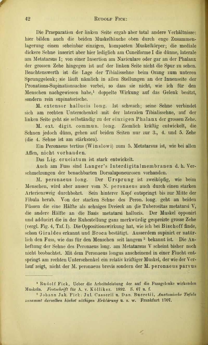 Die Praeparatiüu der linken Seite ergab aber total andere Verhältnisse; hier bilden auch die beiden Muskelbäuche oben durch enge Zusammen- lagerung einen scheinbar einzigen, kompacten Muskelkörper; die mediale dickere Sehne inserirt aber hier lediglich am Cuneiforme I die dünne, laterale am Metatarsus I; von einer Insertion am Naviculare oder gar an der Phalanx der grossen Zehe hingegen ist auf der linken Seite nicht die Spur zu sehen. Eeachtenswerth ist die Lage der Tibialissehne beim Orang zum unteren Sprunggelenk; sie läuft nämlich in allen Stellungen an der Innenseite der Pronations-Supinationsachse vorbei, so dass sie nicht, wie ich für den Menschen nachgewiesen habe,^ doppelte Wirkung auf das Gelenk besitzt, sondern rein supinatorische. M. extensor hallucis long. Ist schwach; seine Sehne verbindet sich am rechten Unterschenkel mit der lateralen Tibialissehne, auf der linken Seite geht sie selbständig zu der einzigen Phalanx der grossen Zehe. M. ext. digit. commun. long. Ziemlich kräftig entwickelt, die Sehnen jedoch dünn, gehen auf beiden Seiten nur zur 3., 4. und 5. Zehe (die 4. Sehne ist am stärksten). Ein Peronaeus tertius (Winslowi) zum 5, Metatarsus ist, wie bei allen Affen, nicht vorhanden. Das Lig. cruciatum ist stark entwickelt. Auch am Fuss sind Langer’s Interdigitalmembranen d. h. Ver- schmelzungen der benachbarten Dorsalaponeurosen vorhanden. M. peronaeus long. Der Ursprung ist zweiköpfig, wie beim Menschen, wird aber ausser vom N. peronaeus auch durch einen starken Arterienzweig durchbohrt. Sein hinterer Kopf entspringt bis zur Mitte der Fibula herab. Von der starken Sehne des Peron. long. geht an beiden Füssen die eine Hälfte als sehniges Dreieck an ^ie Tuberositas metatarsi V, die andere Hälfte an die Basis metatarsi hallucis. Der Muskel opponirt und adducirt die in der Ruhestellung ganz merkwürdig gespreizte grosse Zehe (vergl. Fig. 4, Taf. I). Die Oppositionswirkung hat, wie ich bei Bischoff finde, schon Giraldes erkannt und Broca bestätigt. Ausserdem supinirt er natür- lich den Fuss, wie das für den Menschen seit langem ^ bekannt ist. Die An- heftung der Sehne des Peronaeus long. am Metatarsus V scheint bisher noch nicht beobachtet. Mit dem Peronaeus longus anscheinend in einer Flucht ent- springt am rechten Unterschenkel ein relativ kräftiger Muskel, der wieder Ver- lauf zeigt, nicht der M. peronaeus brevis sondern der M. peronaeus parvus * Rudolf Fick, lieber die Arbeitsleistung der auf die Fussgelenke wirkenden Muskeln. Festschrift für A. v. Kölliker. 1892. S. 67 u. f. Johann Jak. Fick: Jul. Casserii u. Dan. Bucretii, Anatomische Tafeln tusammt derselben höchst nöthigen Erklärung u. s. w. Frankfurt 1707.